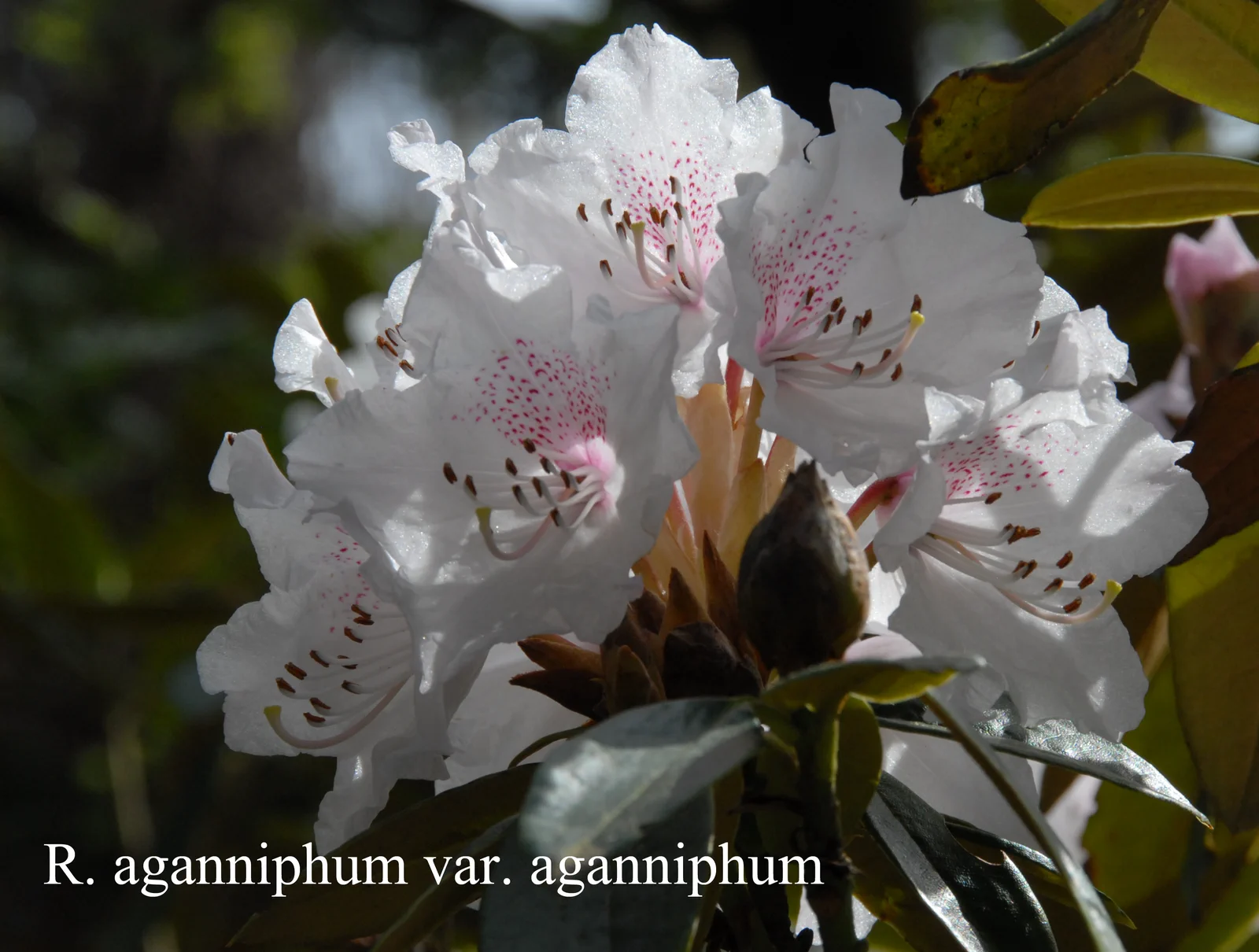R. aganniphum var aganniphum photo of R. aganniphum var aganniphum. Location: Fearing's Farm Nursery, Abbotsford, BC, Canada. Photo by: Harold Fearing