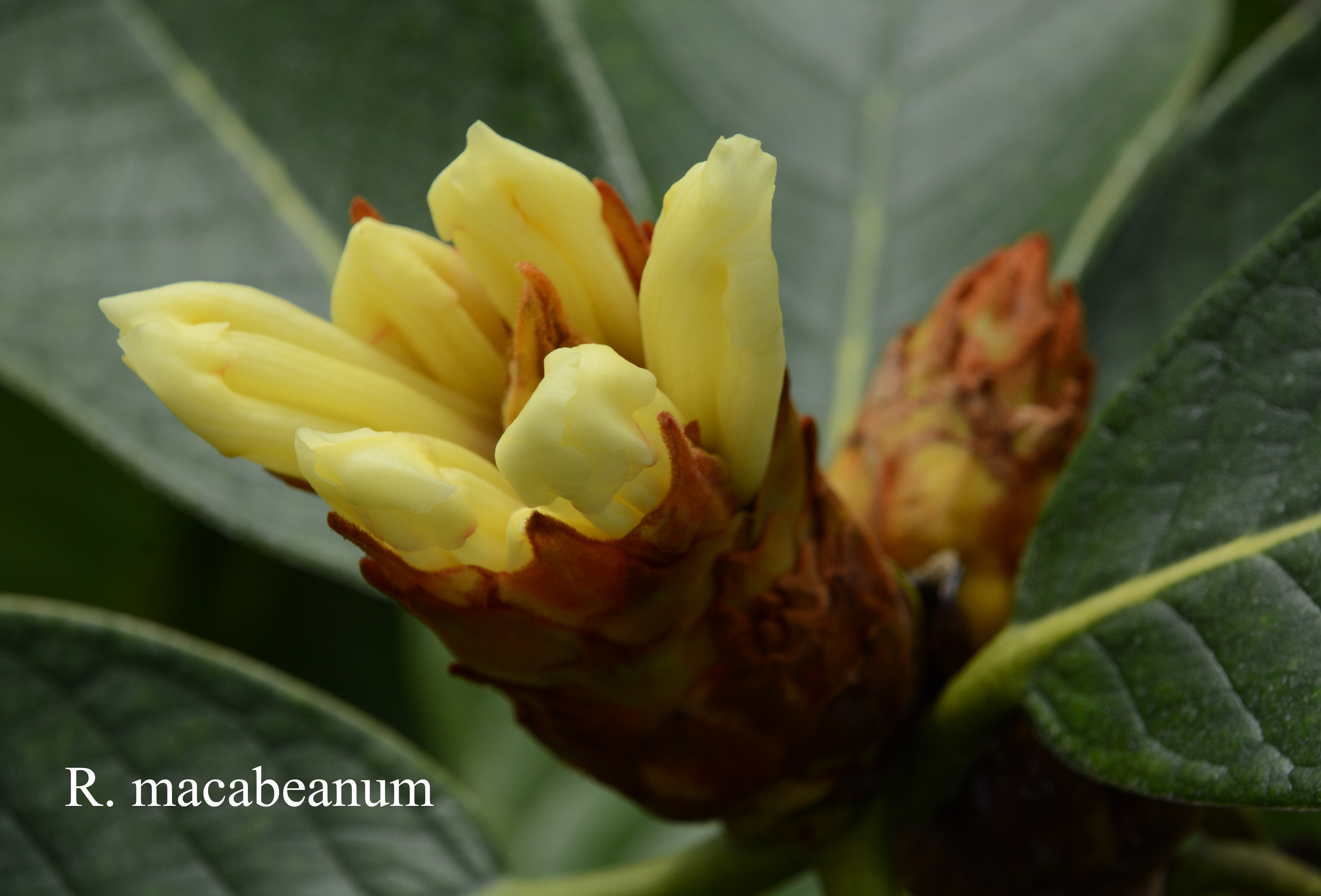 Rhododendron macabeanum photo