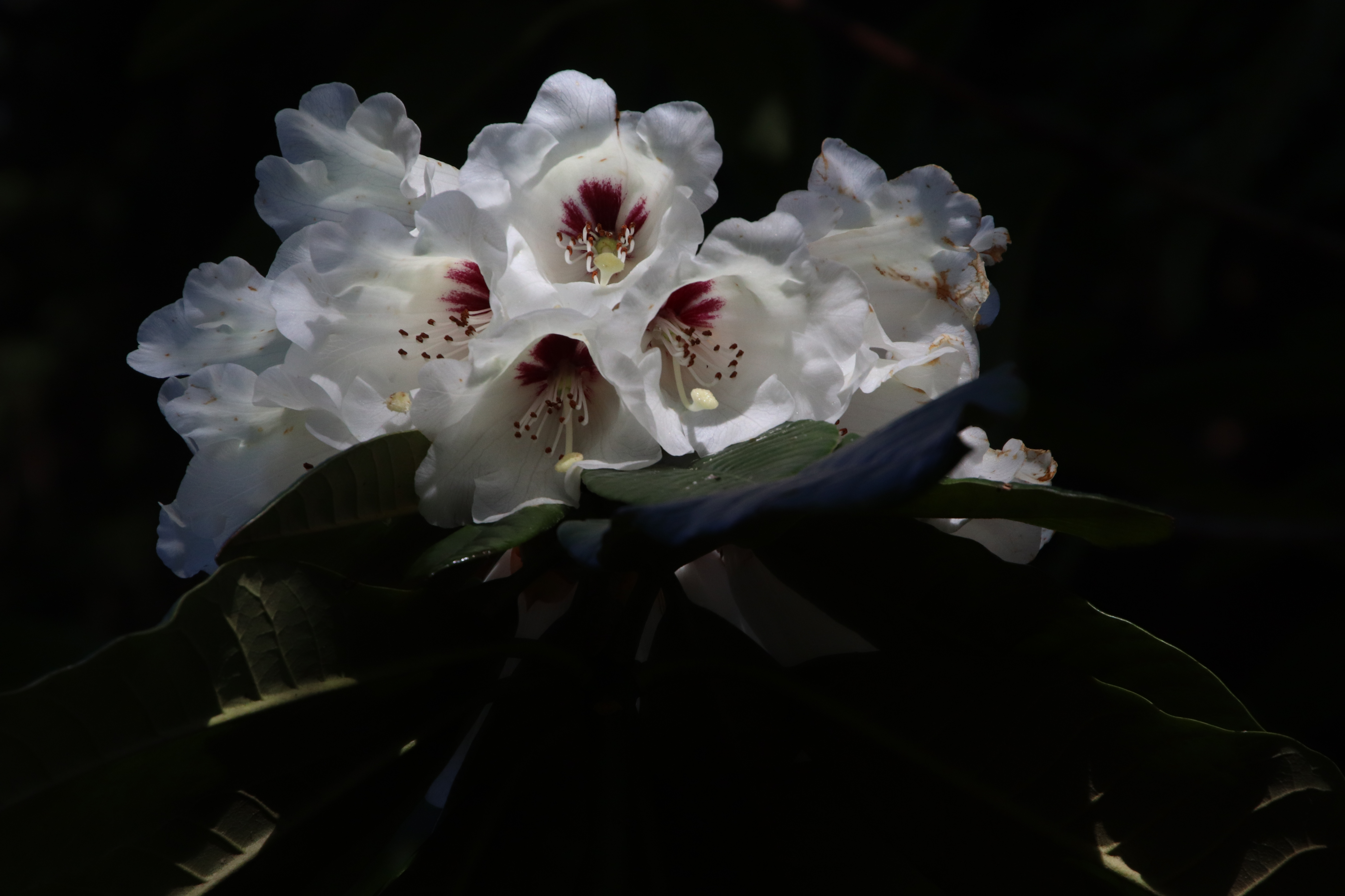 Rhododendron macabeanum photo