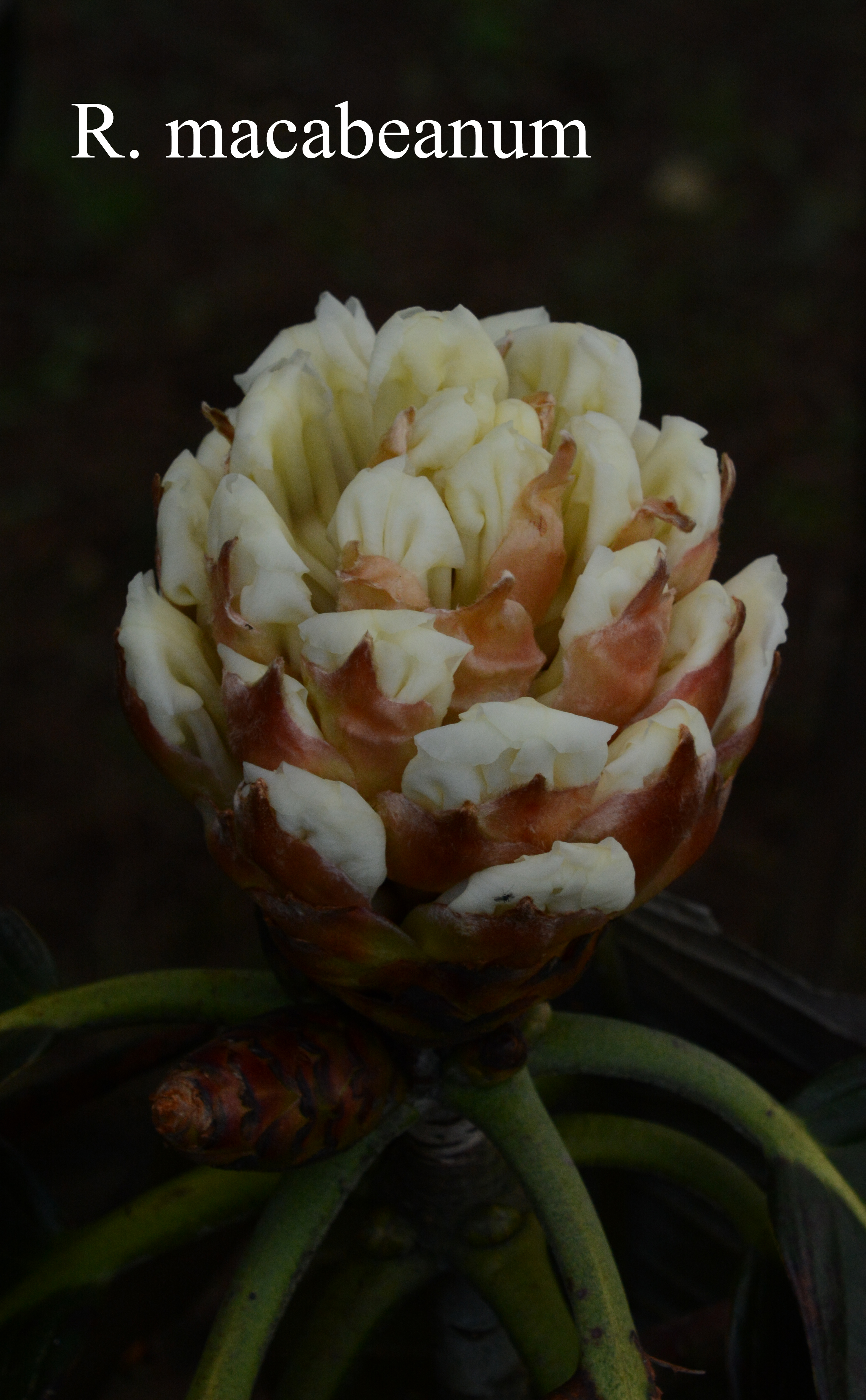 Rhododendron macabeanum photo