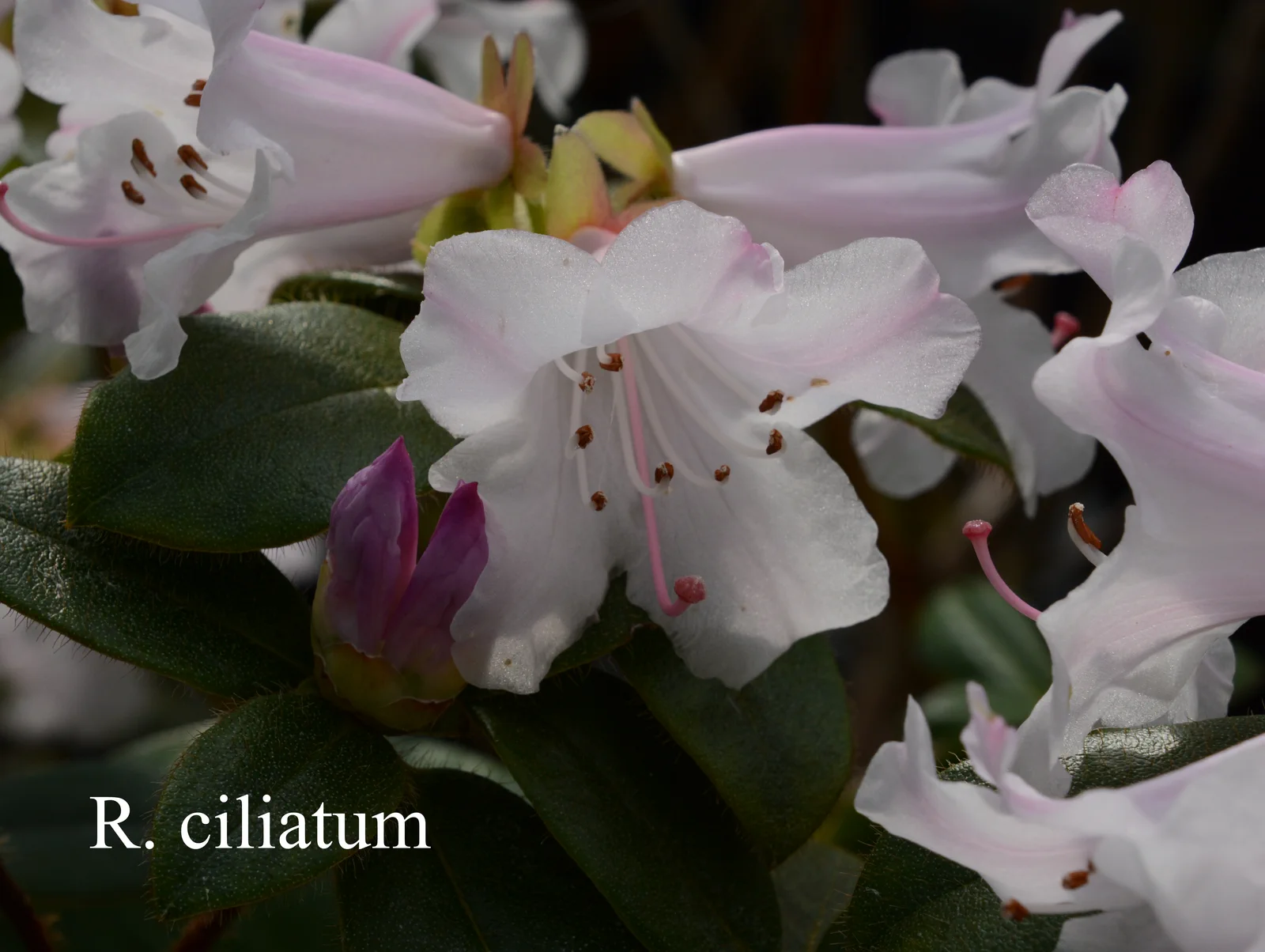 R. ciliatum photo of R. ciliatum. Location: Fearing's Farm Nursery, Abbotsford, BC, Canada. Photo by: Harold Fearing