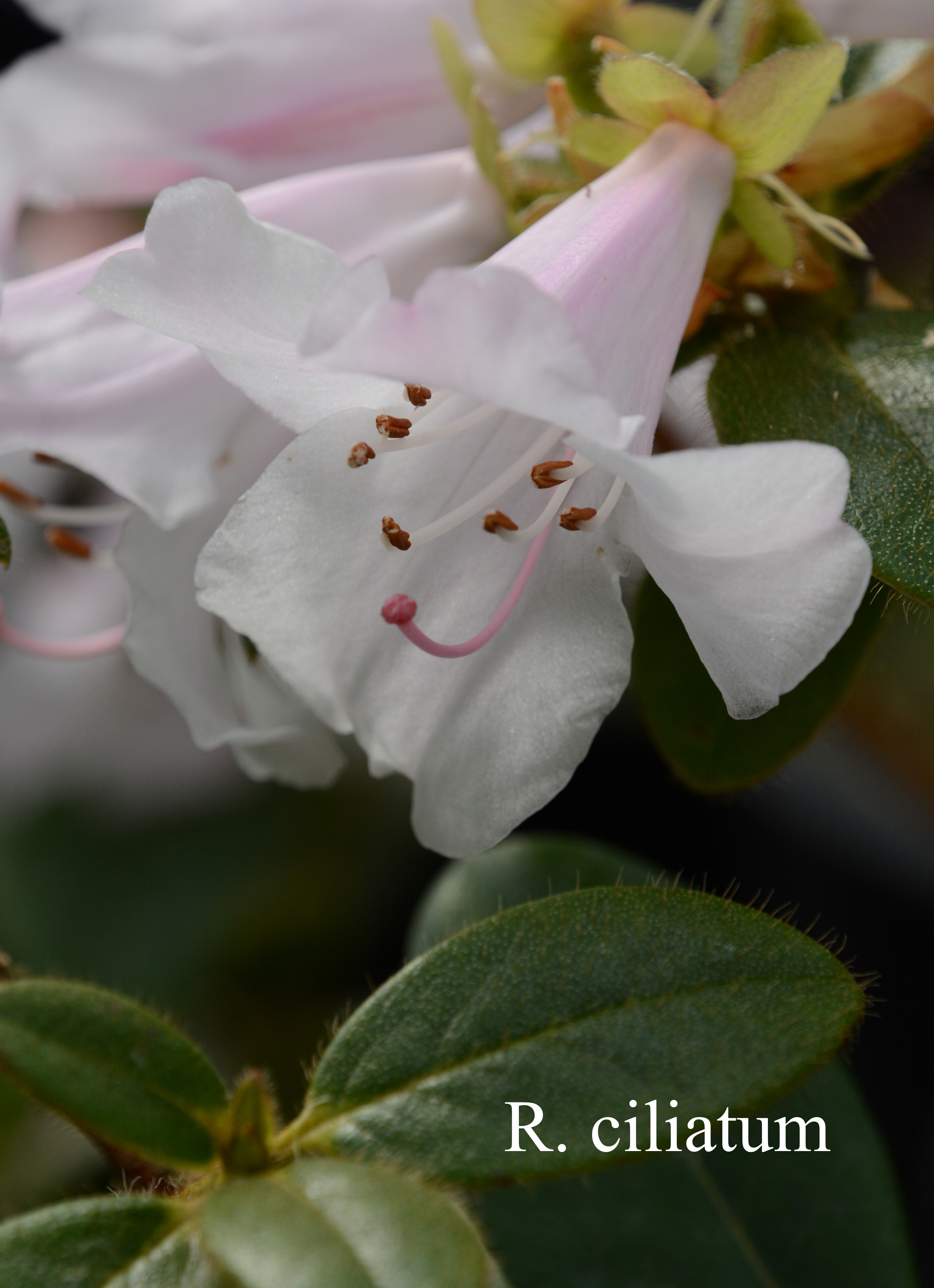 Rhododendron ciliatum photo