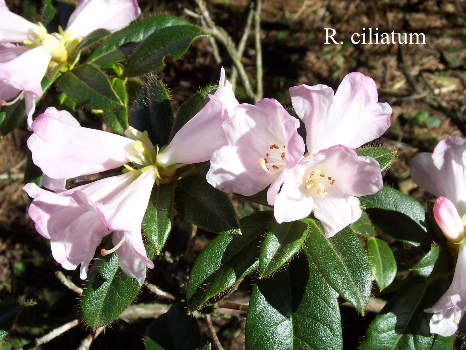 R. ciliatum photo of R. ciliatum. Location: Fearing's Farm Nursery, Abbotsford, BC, Canada. Photo by: Harold Fearing