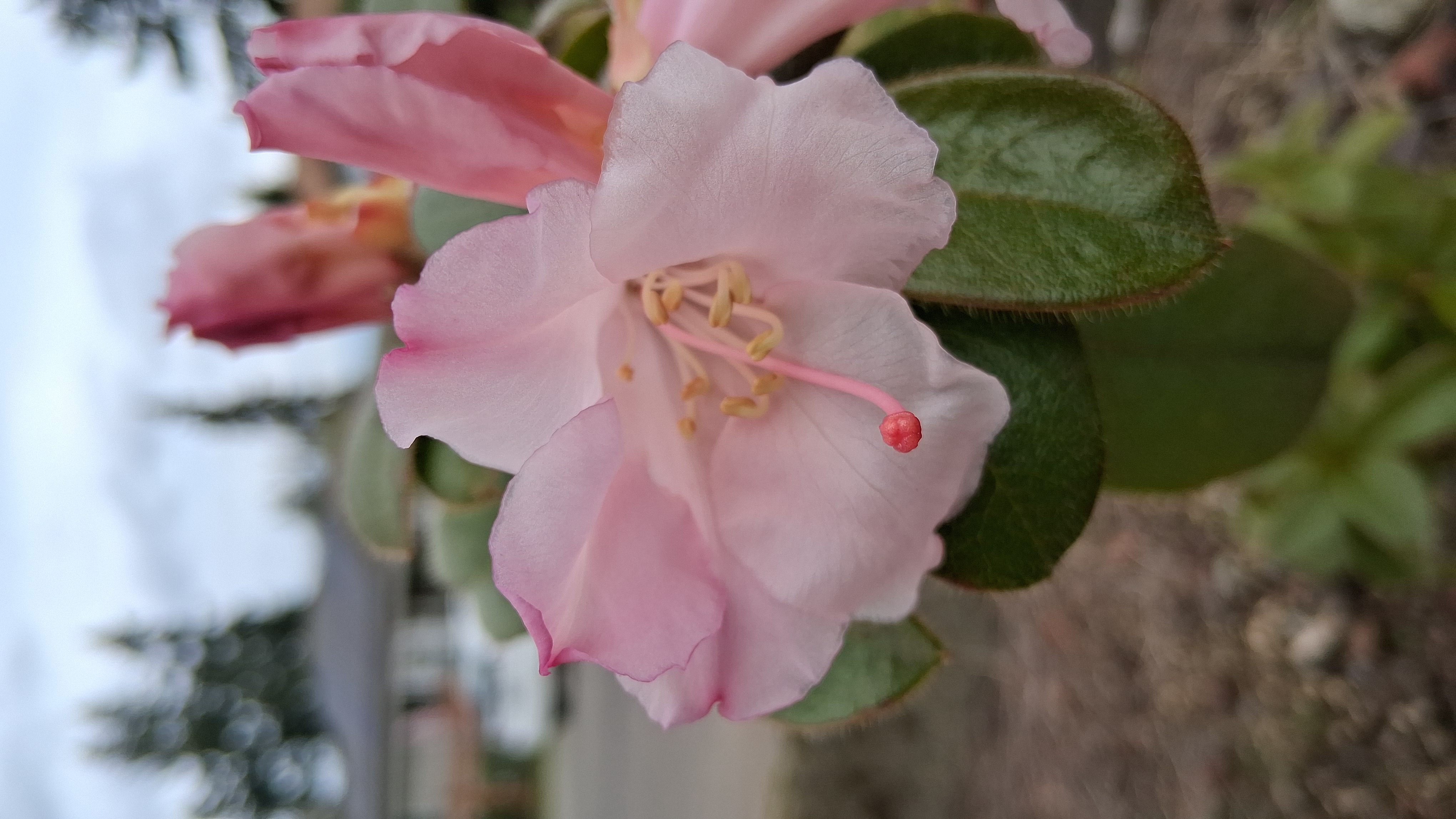 Rhododendron ciliatum photo