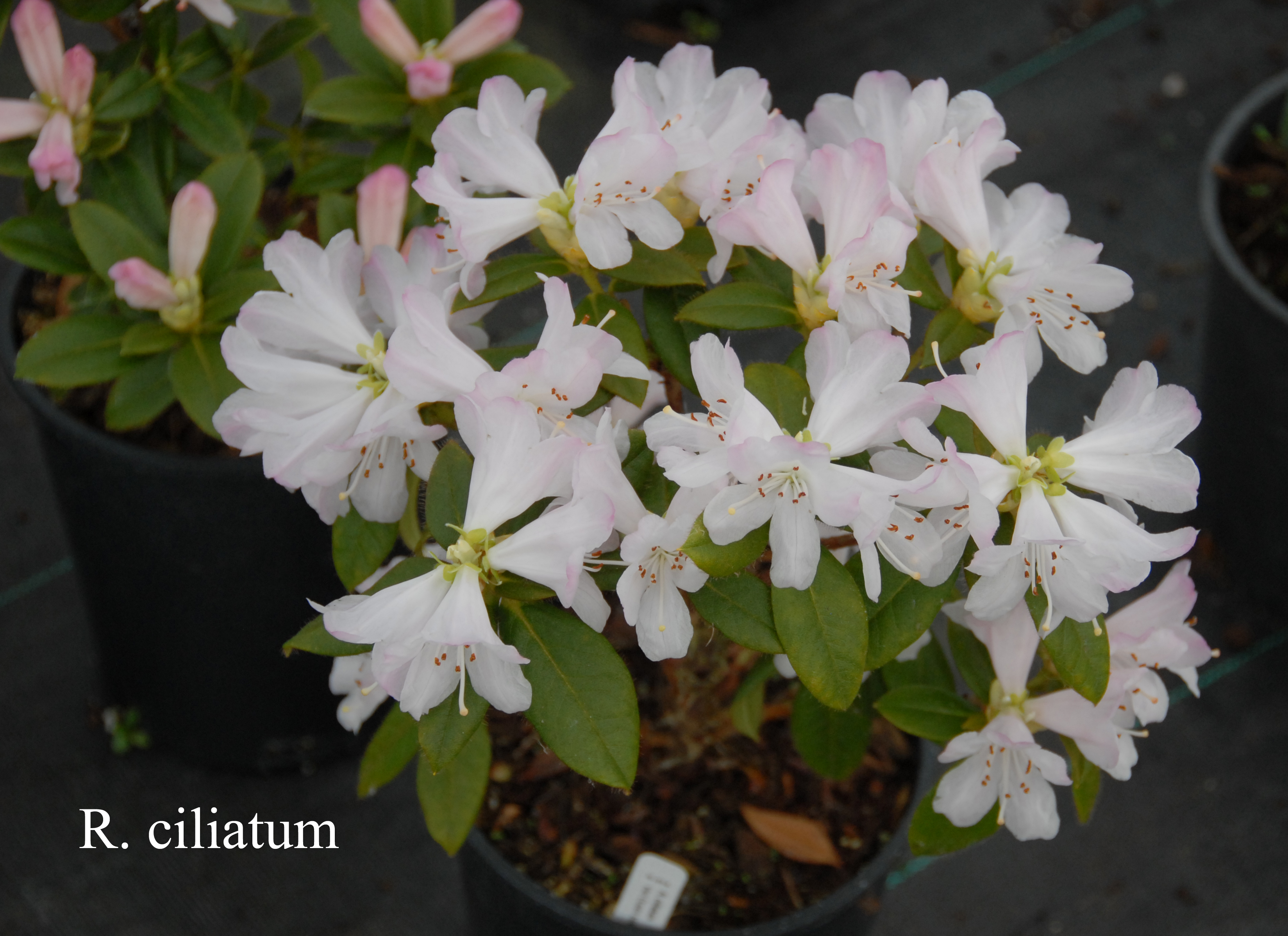 Rhododendron ciliatum photo