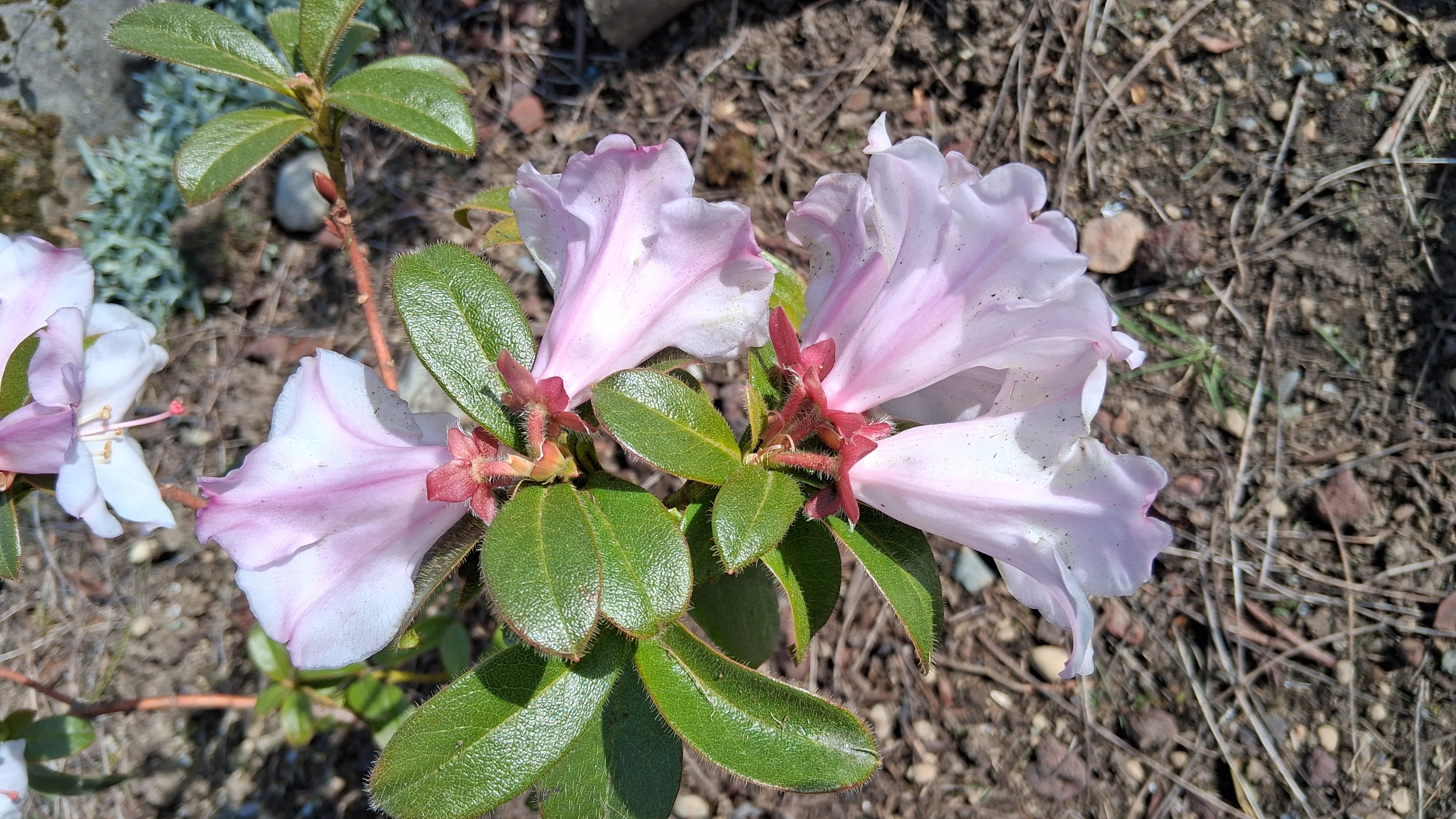 Rhododendron ciliatum photo