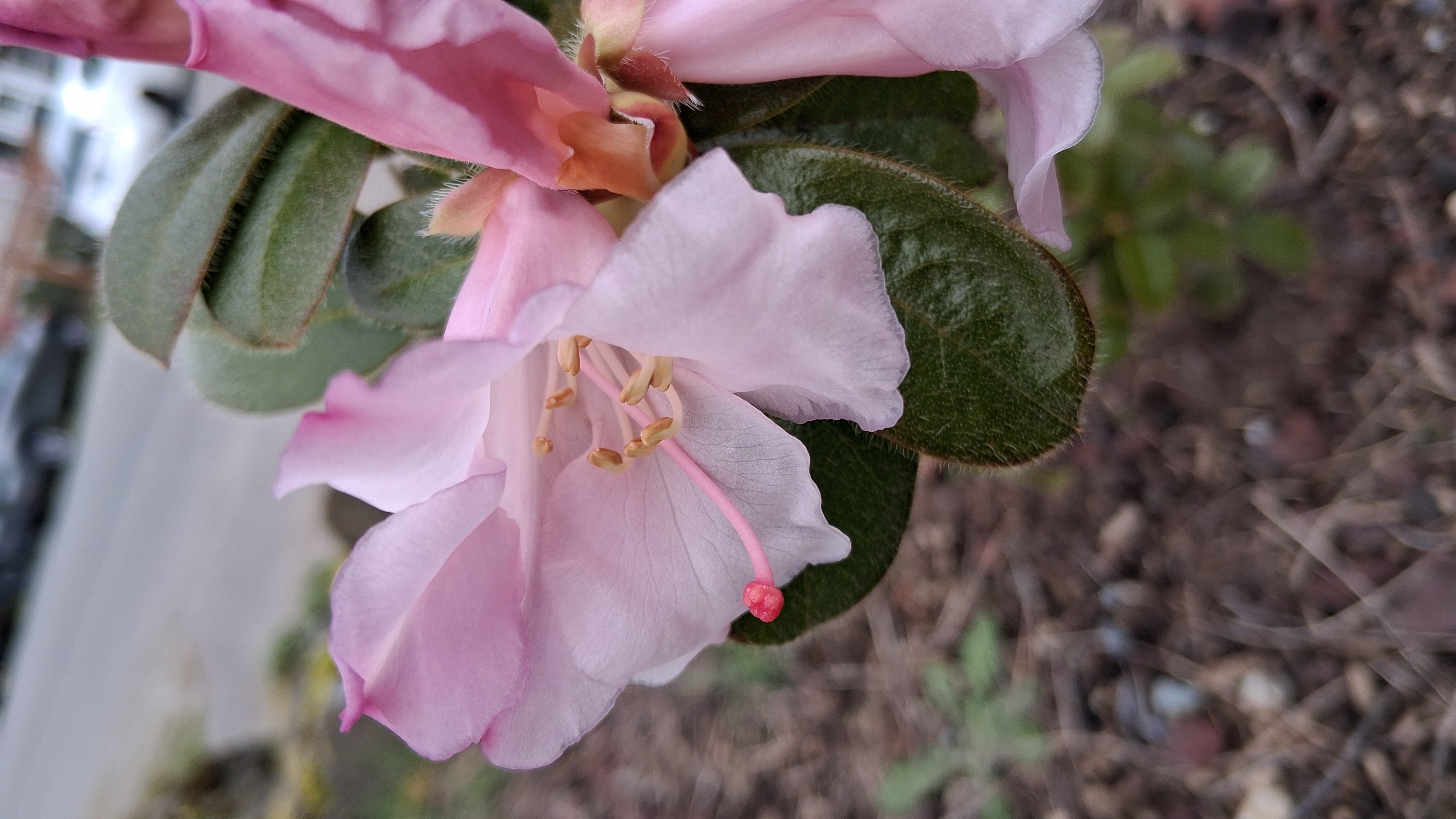Rhododendron ciliatum photo