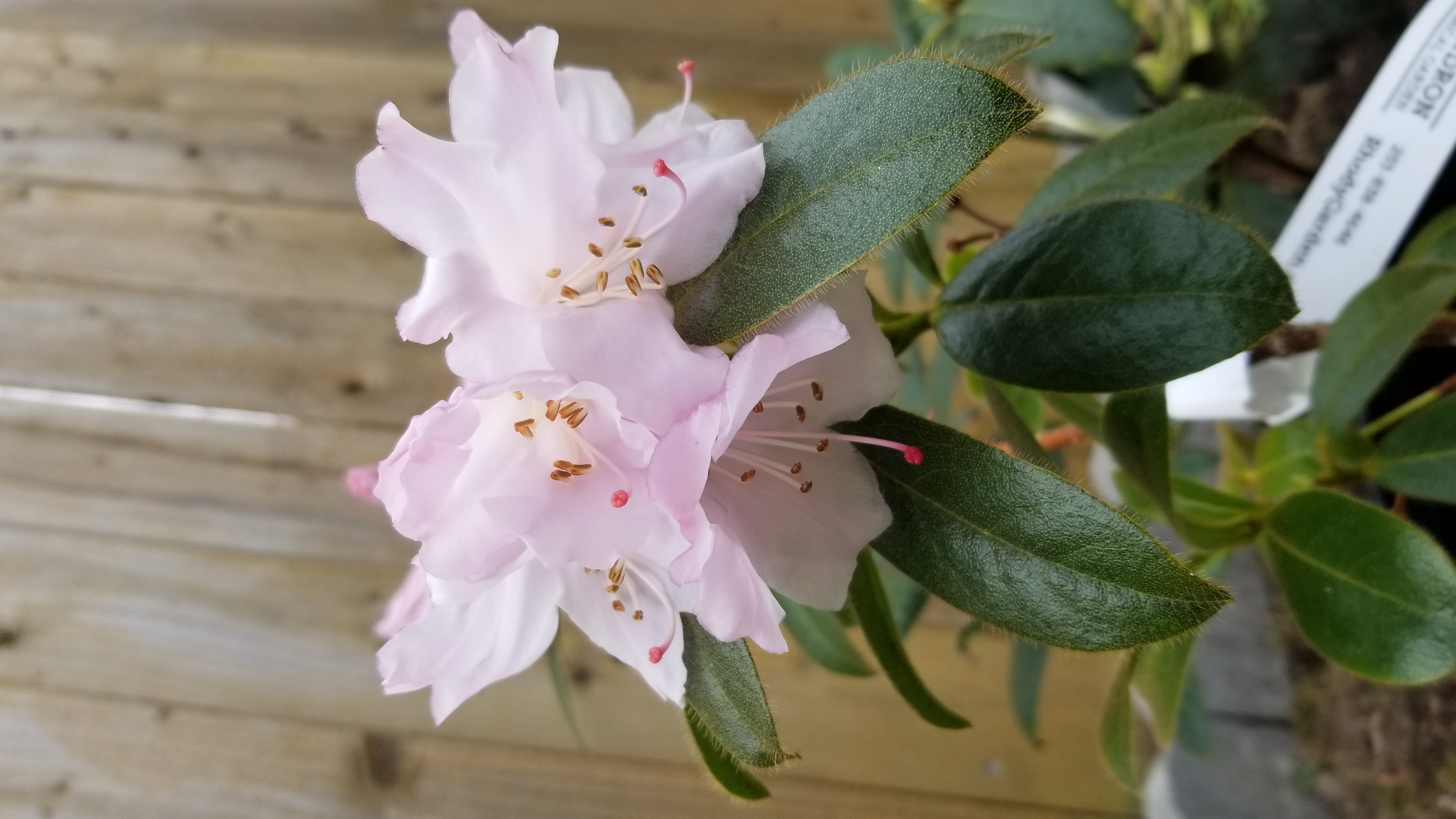 Rhododendron ciliatum photo