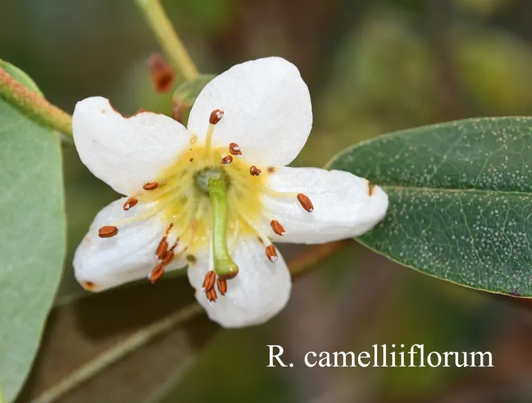 Photo of R. camelliiflorum, Species