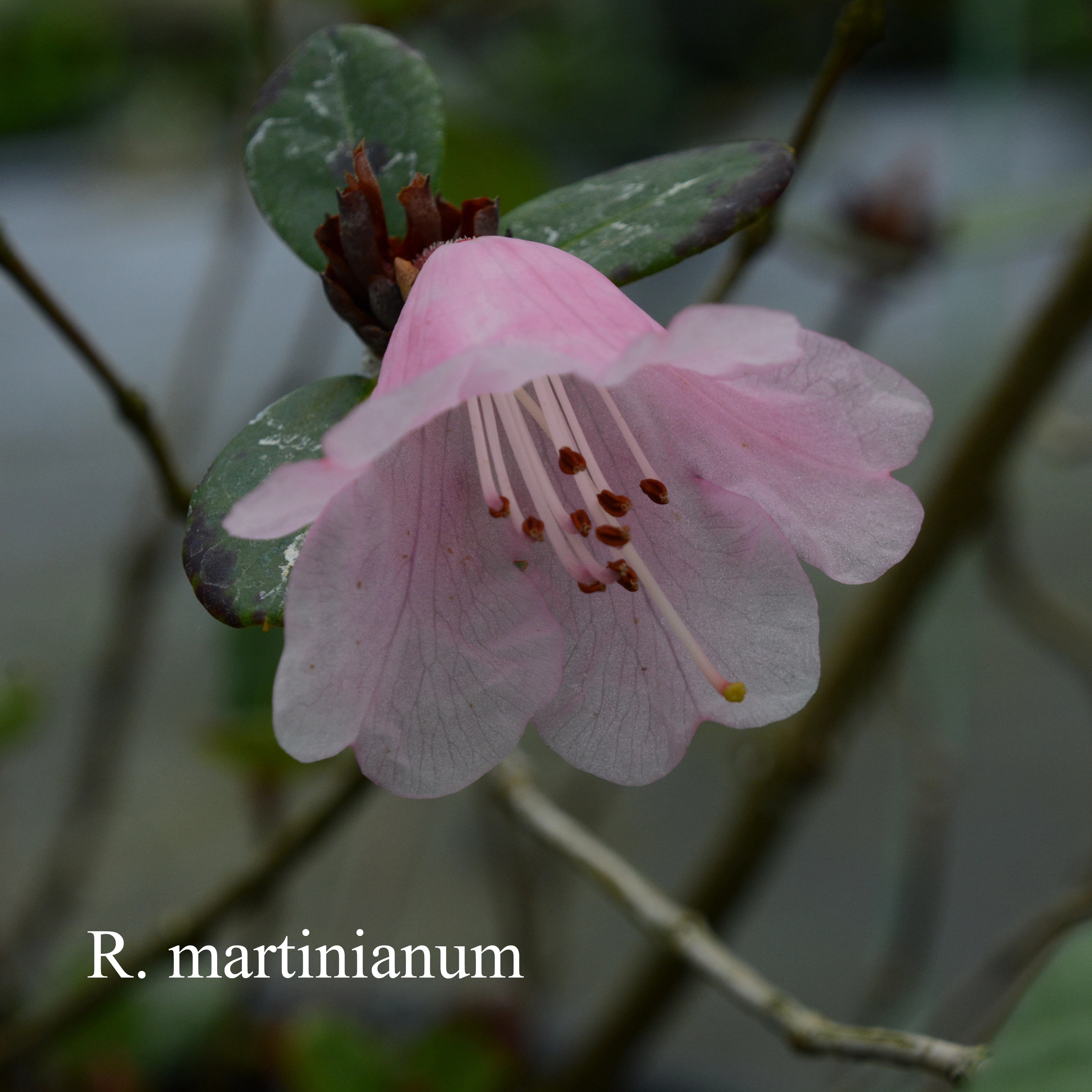 Rhododendron martinianum photo