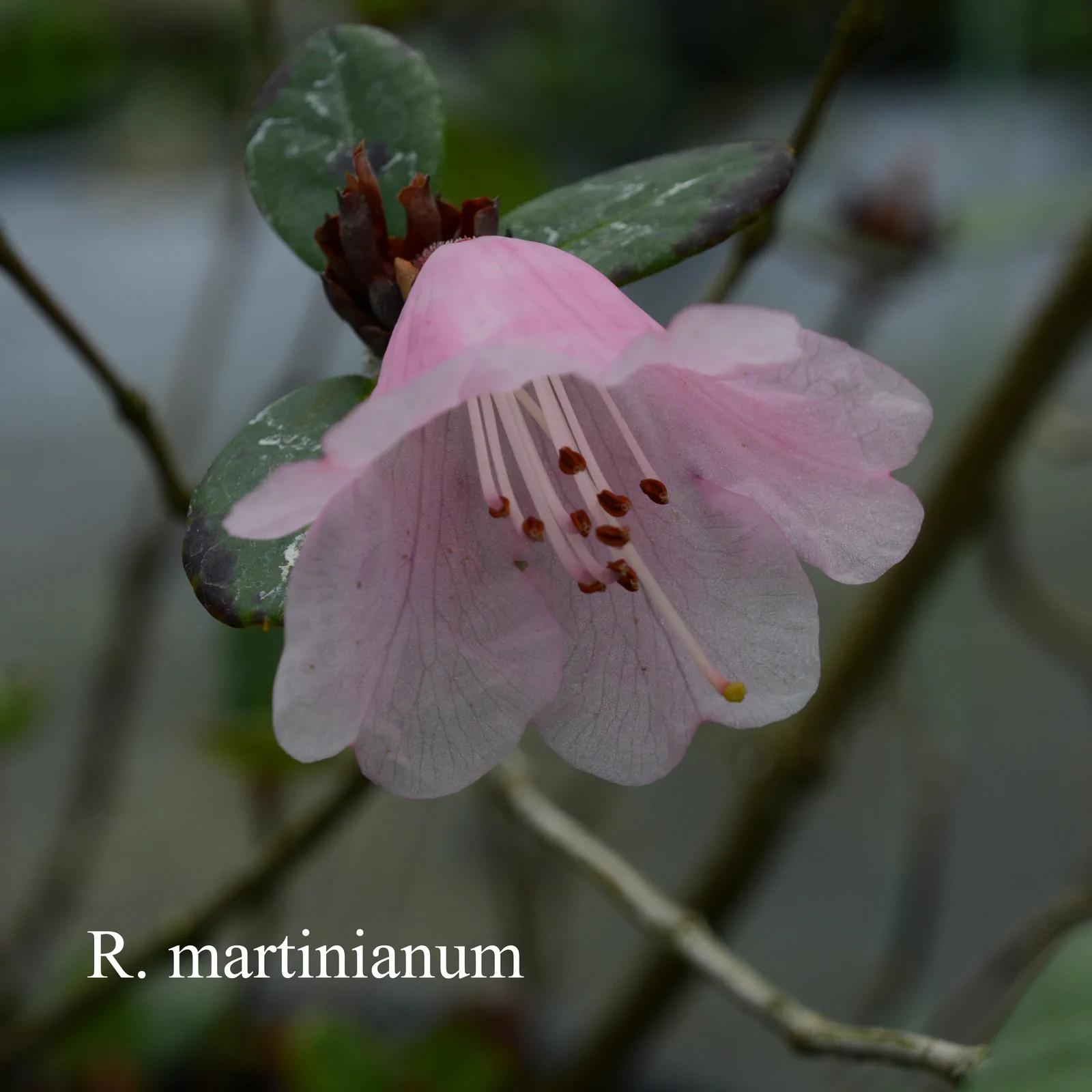 R. martinianum photo of R. martinianum. RSF 1970/133. Location: Fearing's Farm Nursery, Abbotsford, BC, Canada. Photo by: Harold Fearing