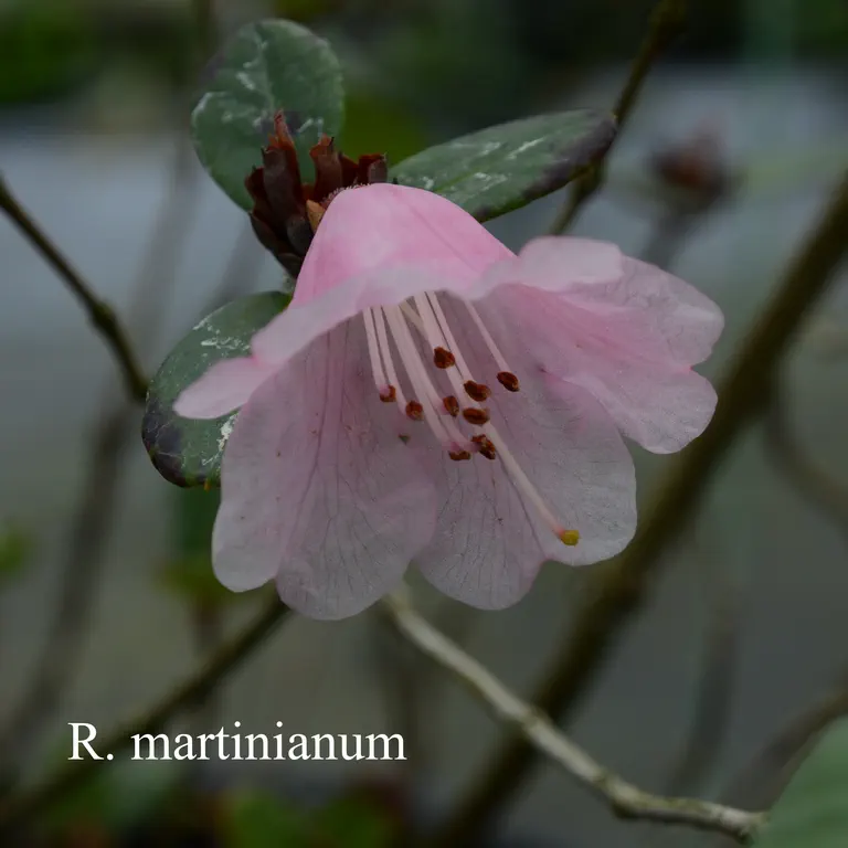 Photo of R. martinianum, Species