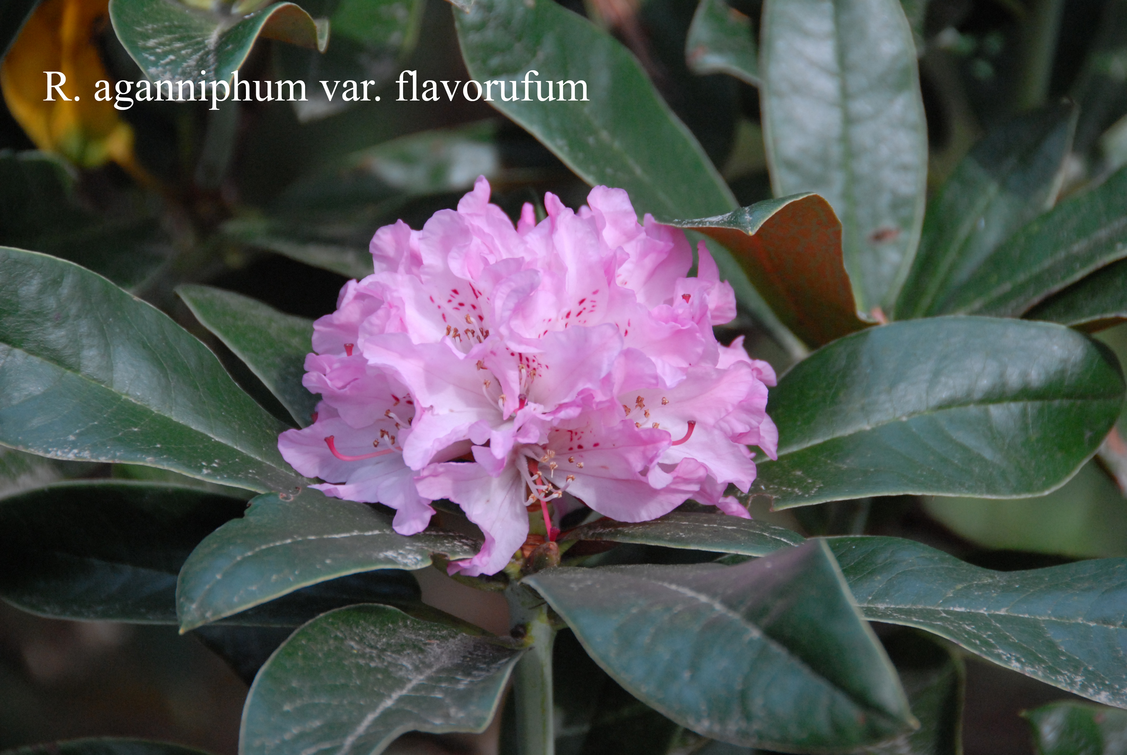 Rhododendron aganniphum var flavorufum photo