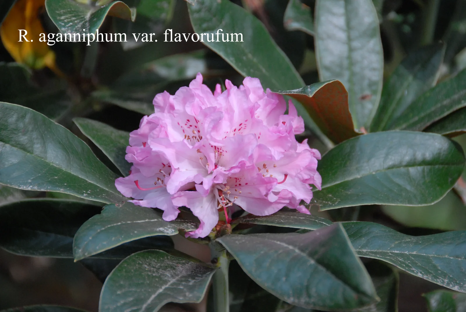 R. aganniphum var flavorufum photo of R. aganniphum var flavorufum. Location: Fearing's Farm Nursery, Abbotsford, BC, Canada. Photo by: Harold Fearing