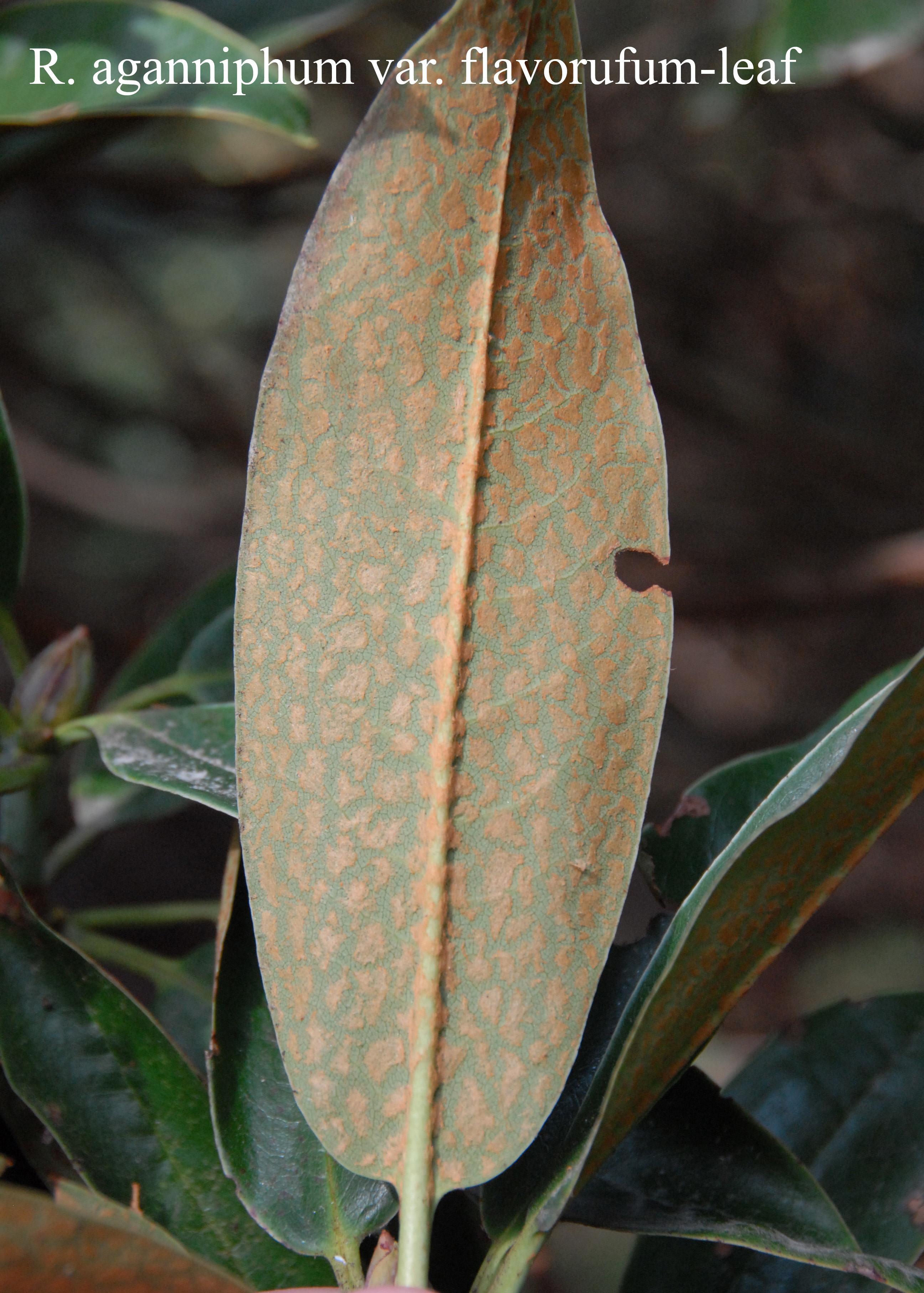 Rhododendron aganniphum var flavorufum photo