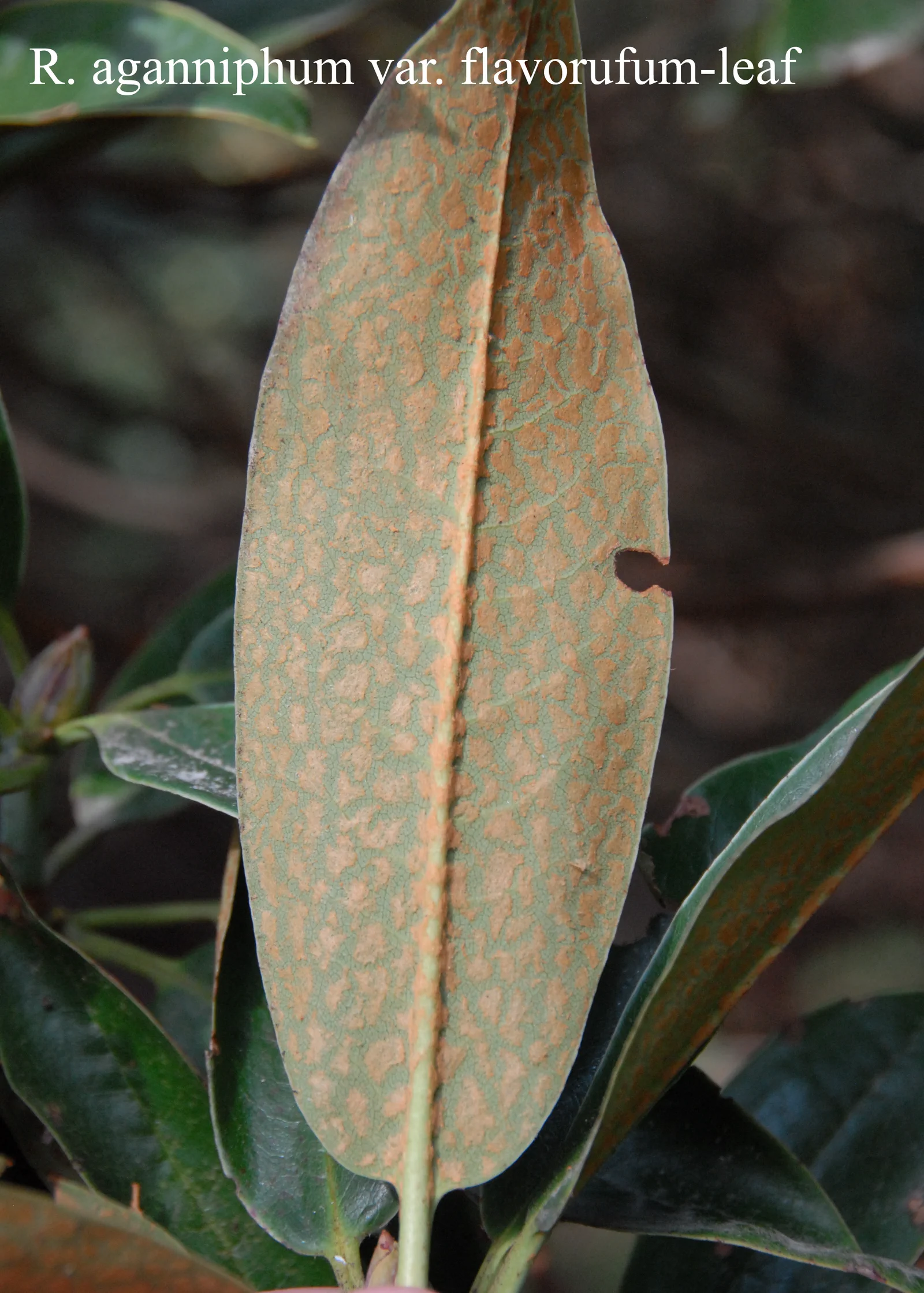 R. aganniphum var flavorufum photo of R. aganniphum var flavorufum. Location: Fearing's Farm Nursery, Abbotsford, BC, Canada. Photo by: Harold Fearing
