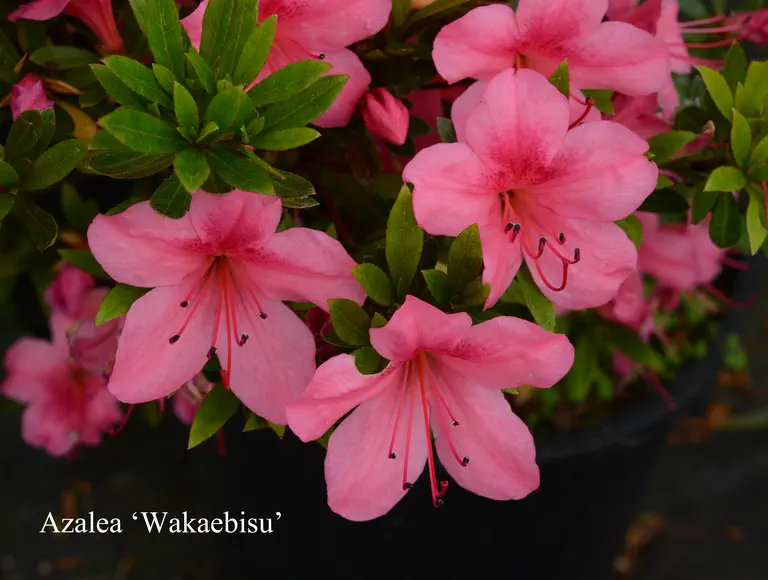 Photo of R. 'Wakaebisu', Evergreen Azalea Hybrid