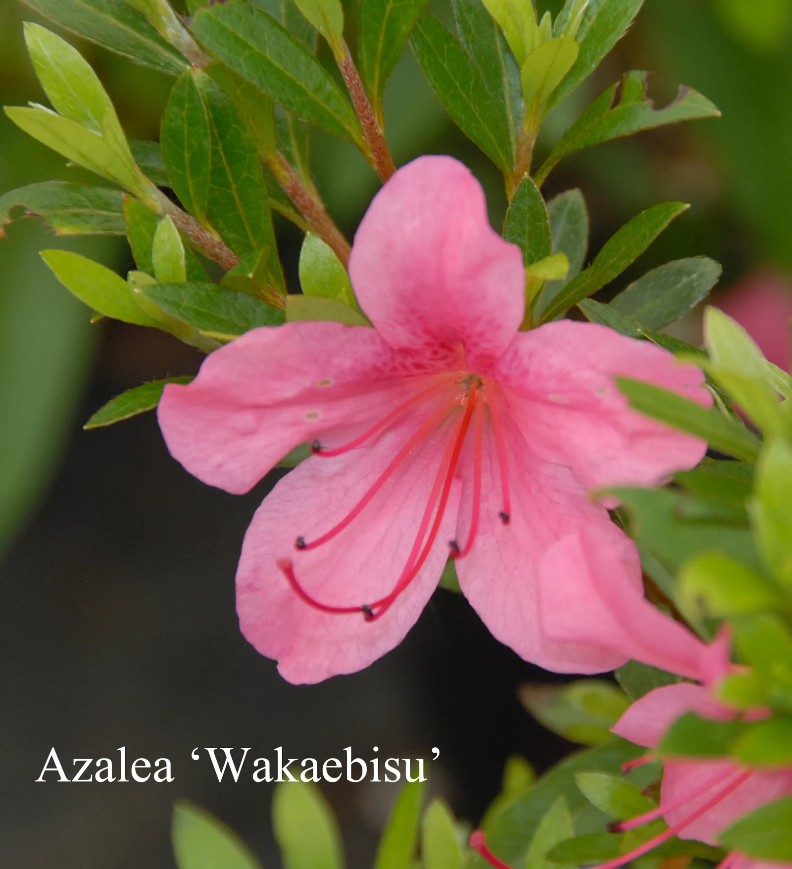 R. 'Wakaebisu' photo of R. 'Wakaebisu'. Location: Fearing's Farm Nursery, Abbotsford, BC, Canada. Photo by: Harold Fearing