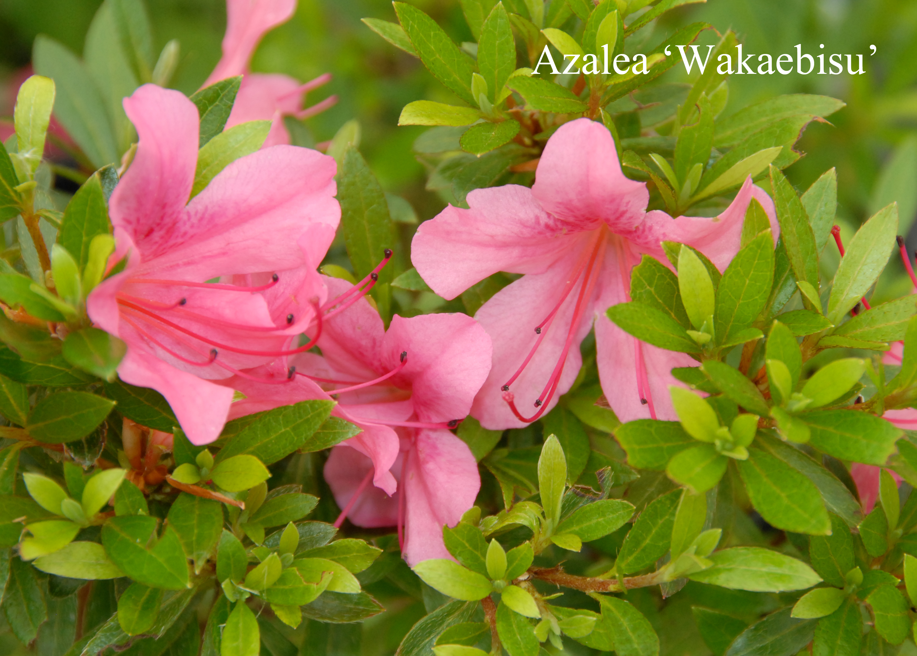 Rhododendron Wakaebisu photo