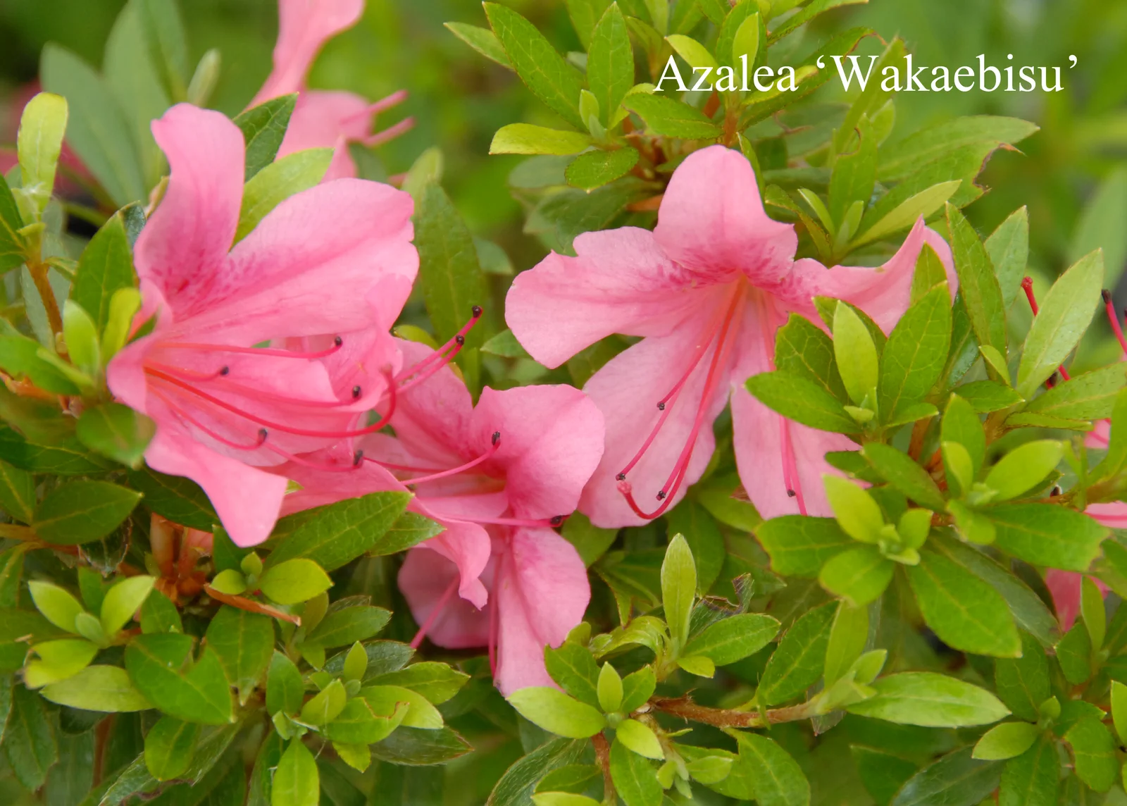 R. 'Wakaebisu' photo of R. 'Wakaebisu'. Location: Fearing's Farm Nursery, Abbotsford, BC, Canada. Photo by: Harold Fearing