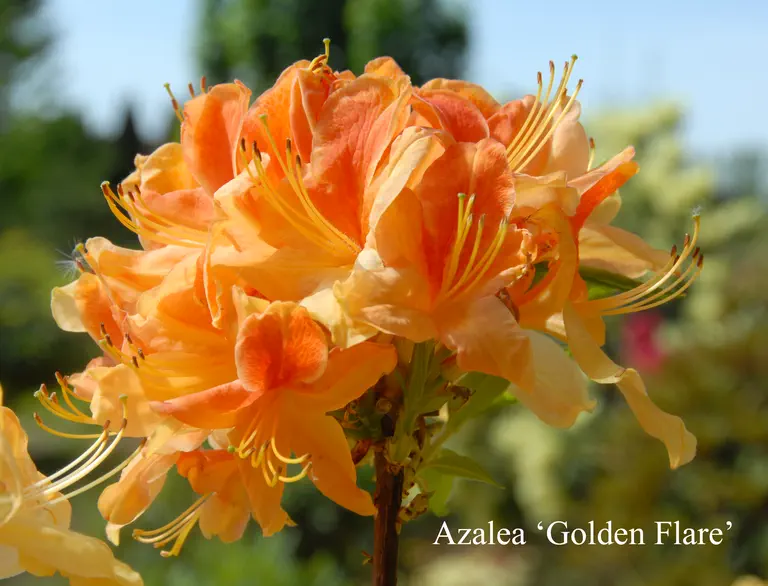 Photo of R. 'Golden Flare', Deciduous Azalea Hybrid