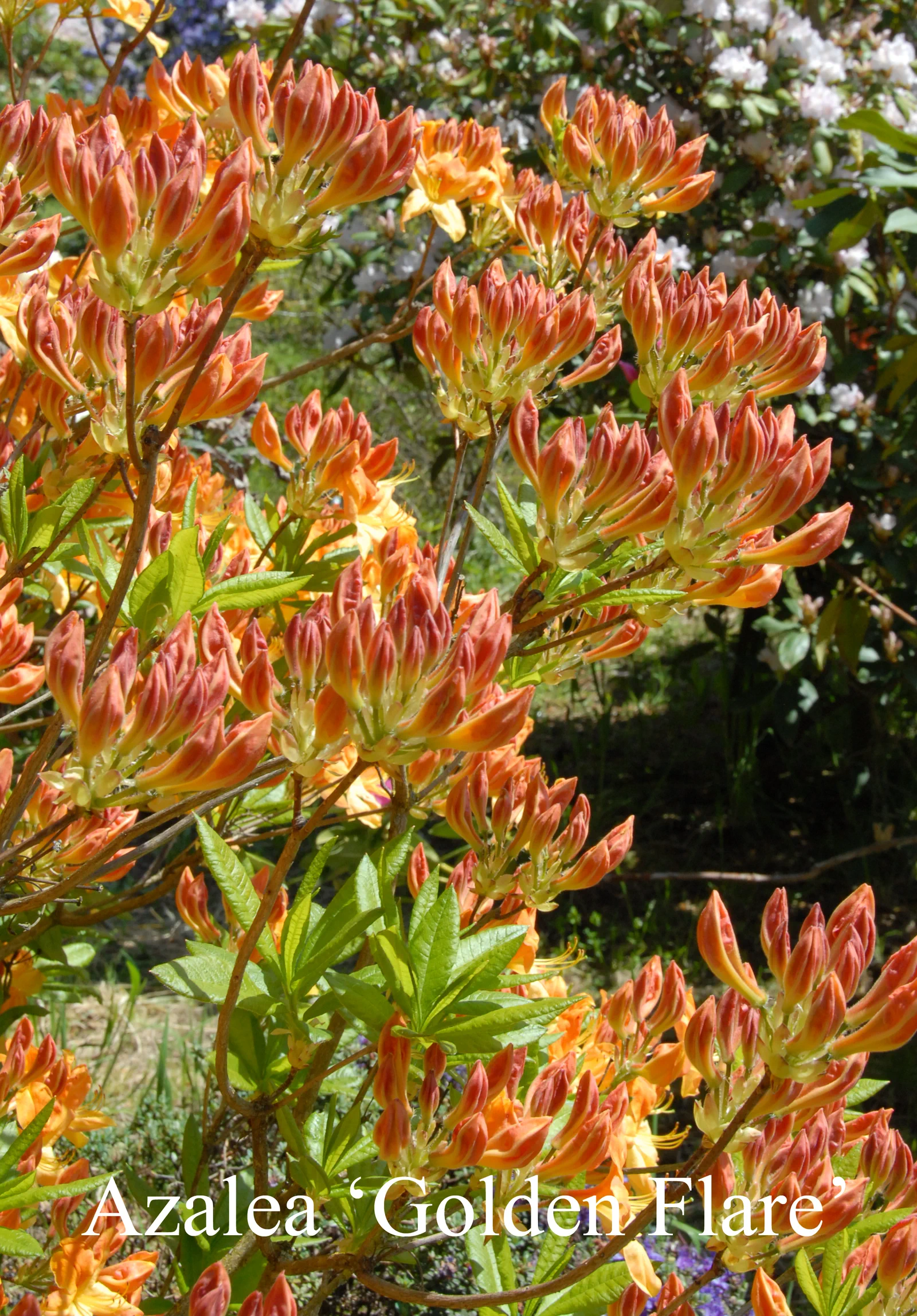 R. 'Golden Flare' photo of R. 'Golden Flare'. Location: Fearing's Farm Nursery, Abbotsford, BC, Canada. Photo by: Harold Fearing