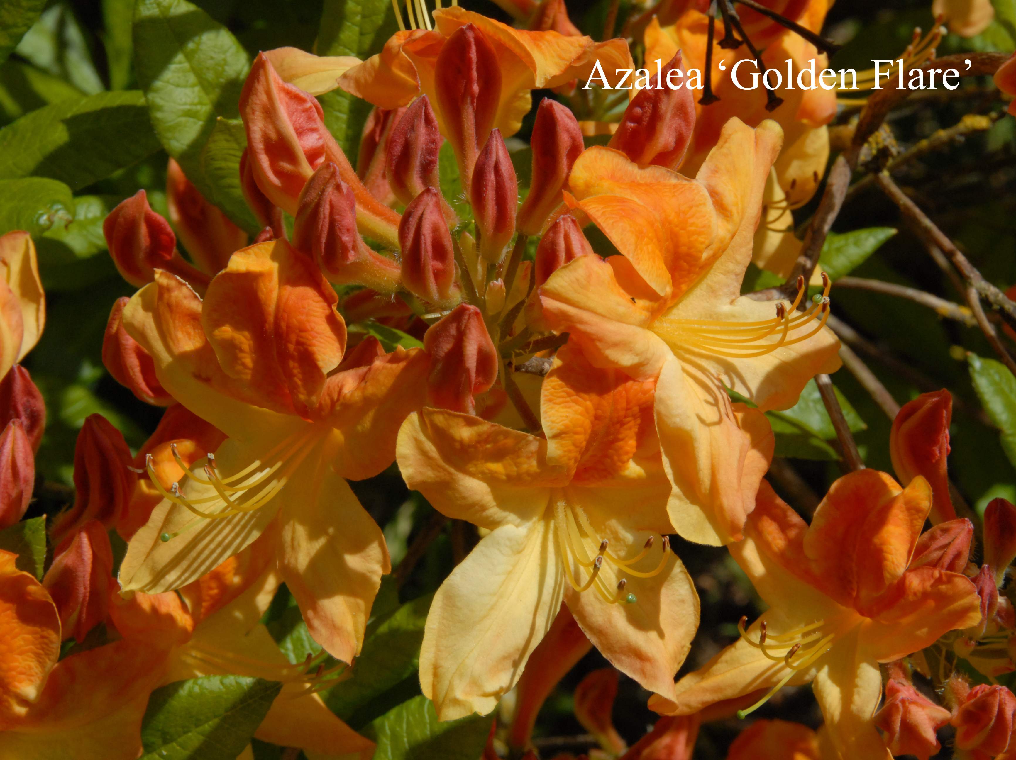 Rhododendron Golden Flare photo
