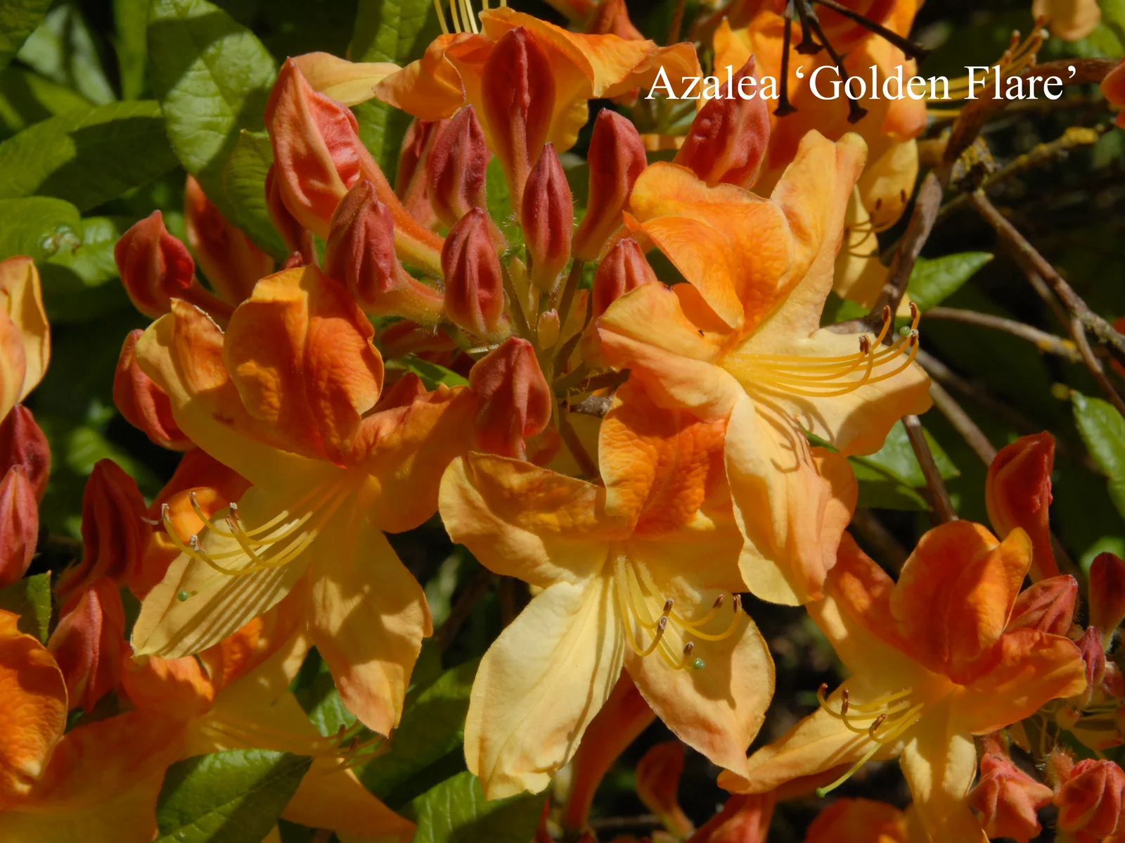 R. 'Golden Flare' photo of R. 'Golden Flare'. Location: Fearing's Farm Nursery, Abbotsford, BC, Canada. Photo by: Harold Fearing