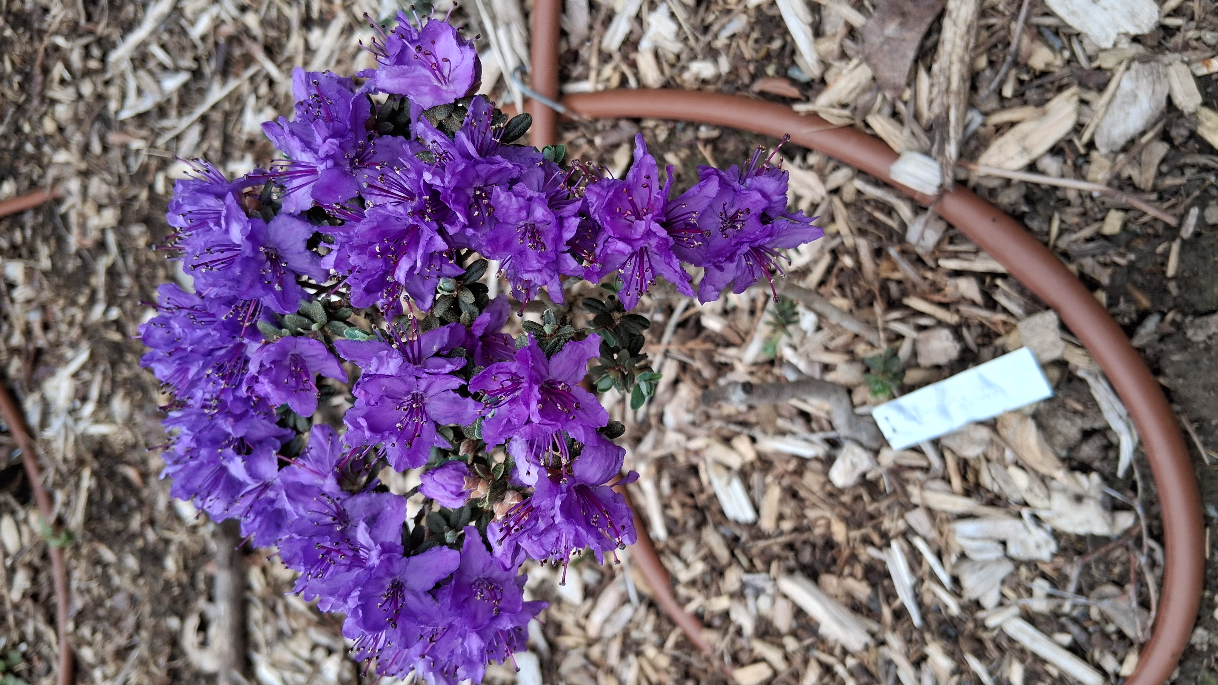 Rhododendron lapponicum photo