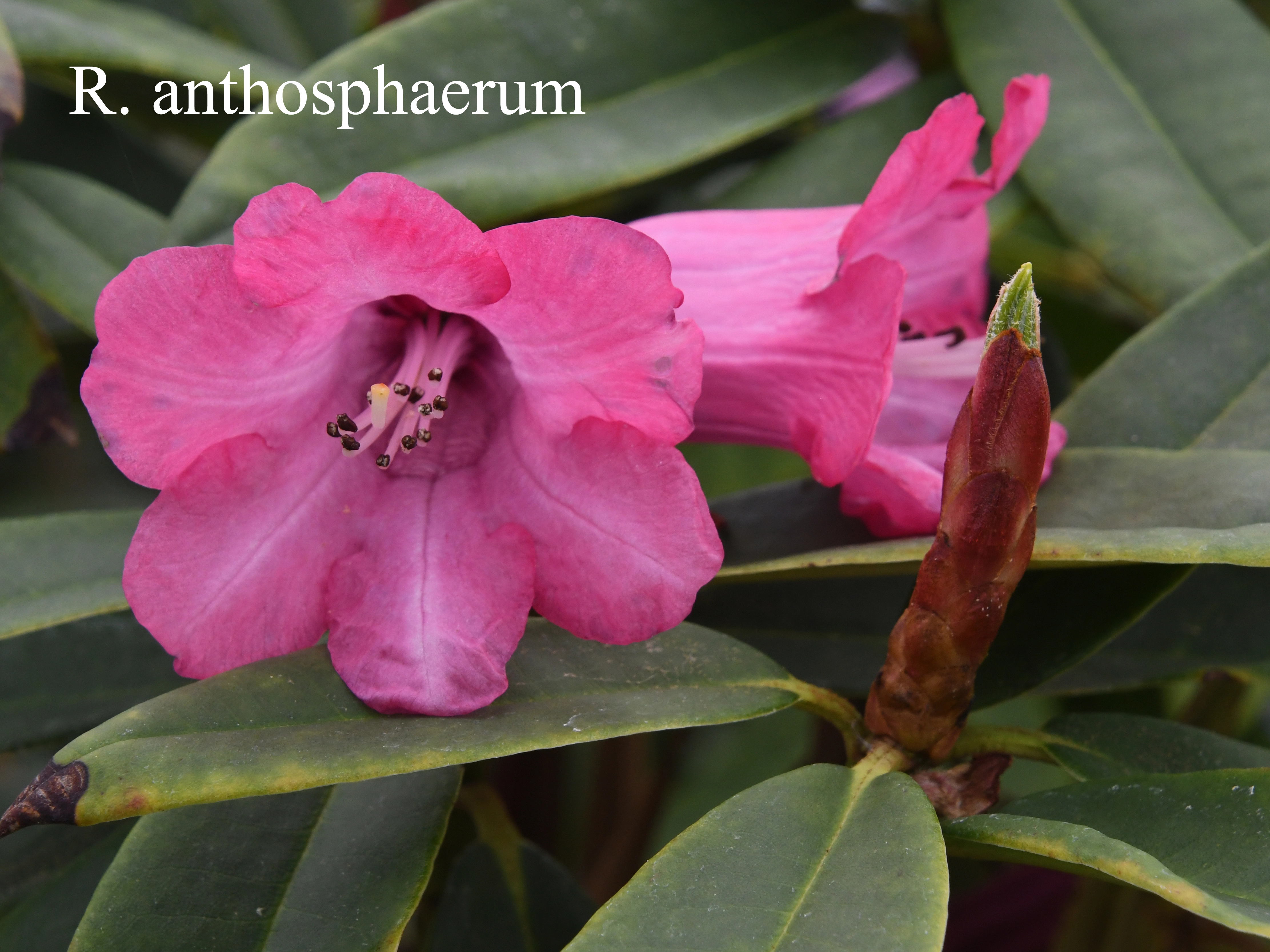 Rhododendron anthosphaerum photo