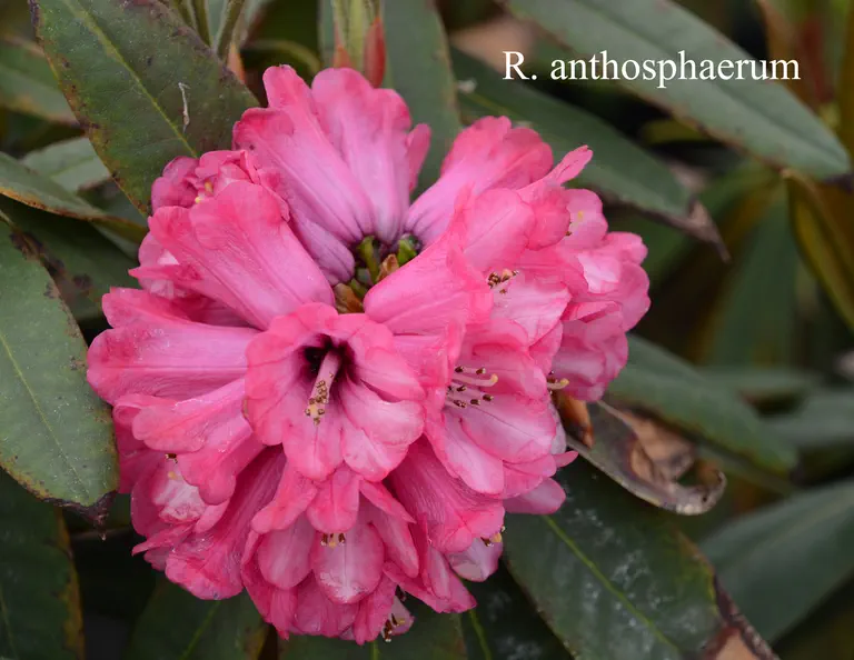 Photo of R. anthosphaerum, Species