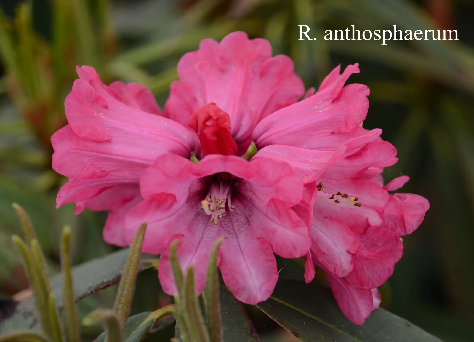 R. anthosphaerum photo of R. anthosphaerum. Location: Fearing's Farm Nursery, Abbotsford, BC, Canada. Photo by: Harold Fearing