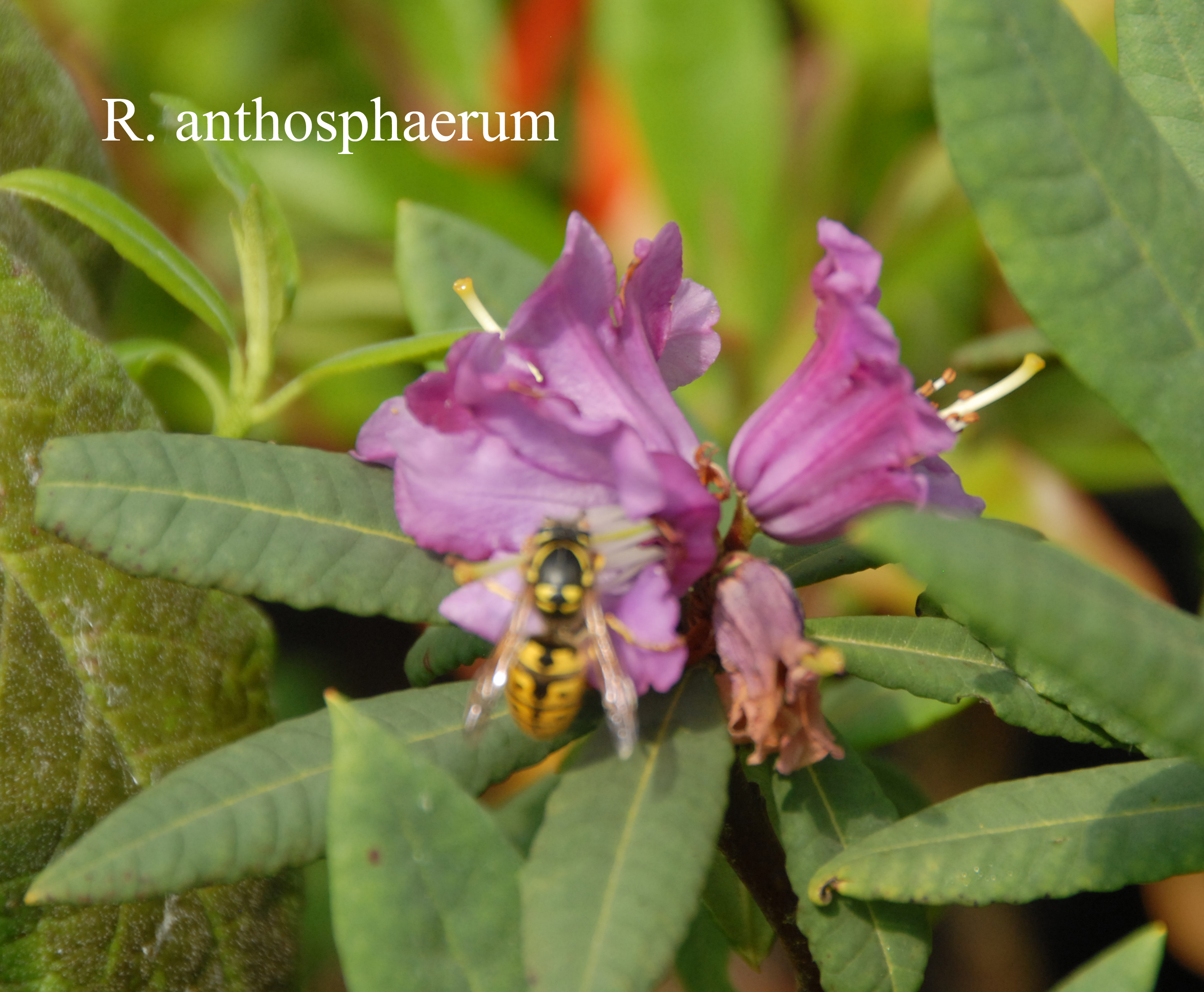 Rhododendron anthosphaerum photo