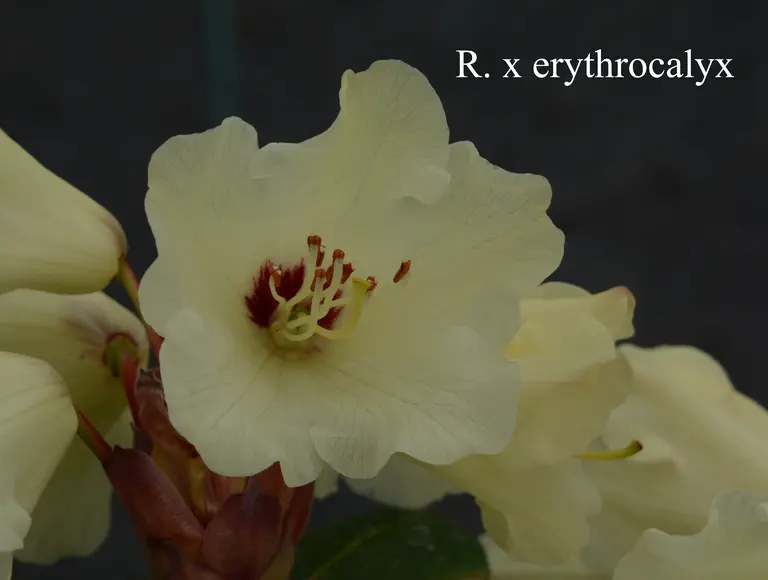 Photo of R. erythrocalyx, Natural Hybrid