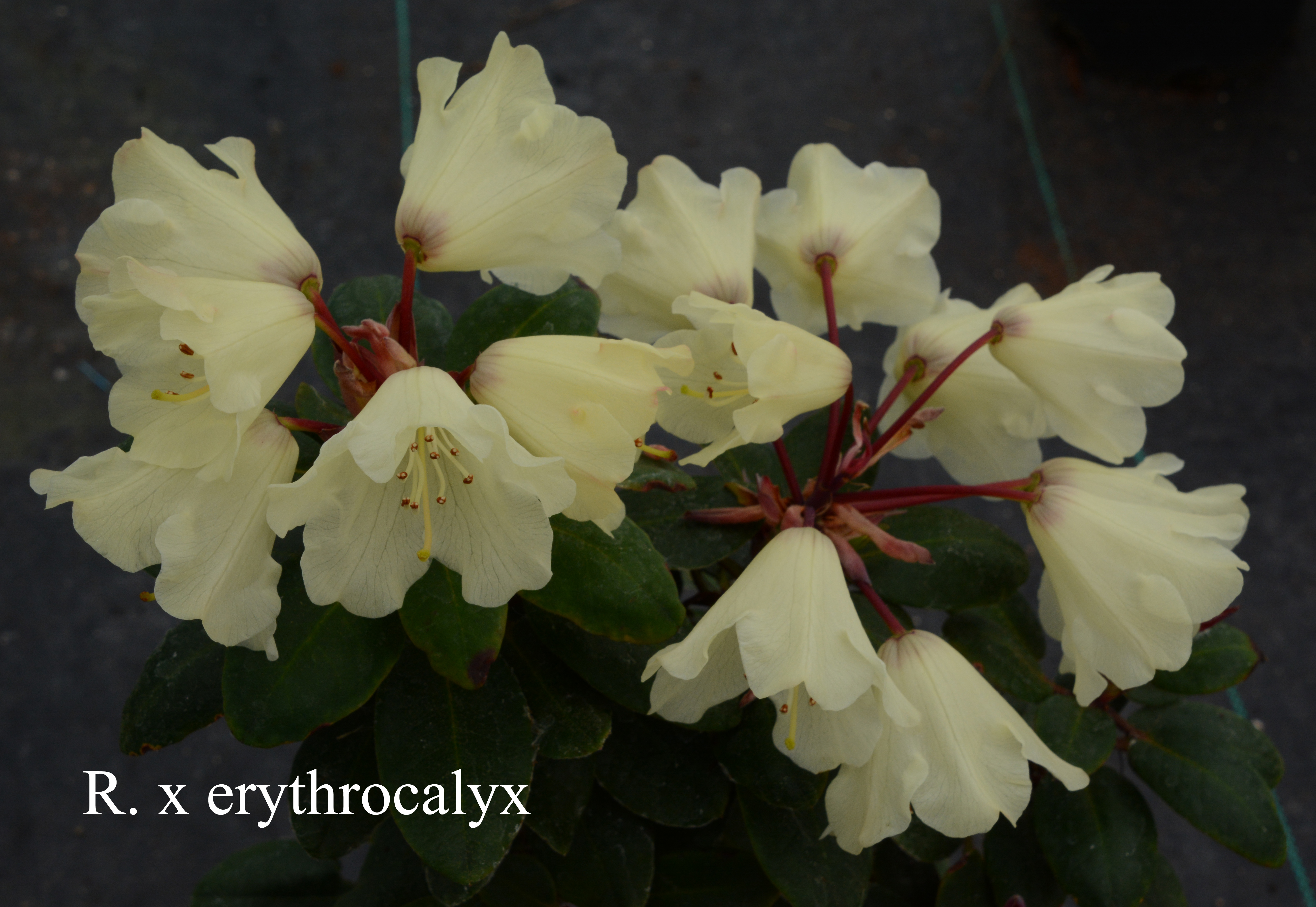 Rhododendron erythrocalyx photo
