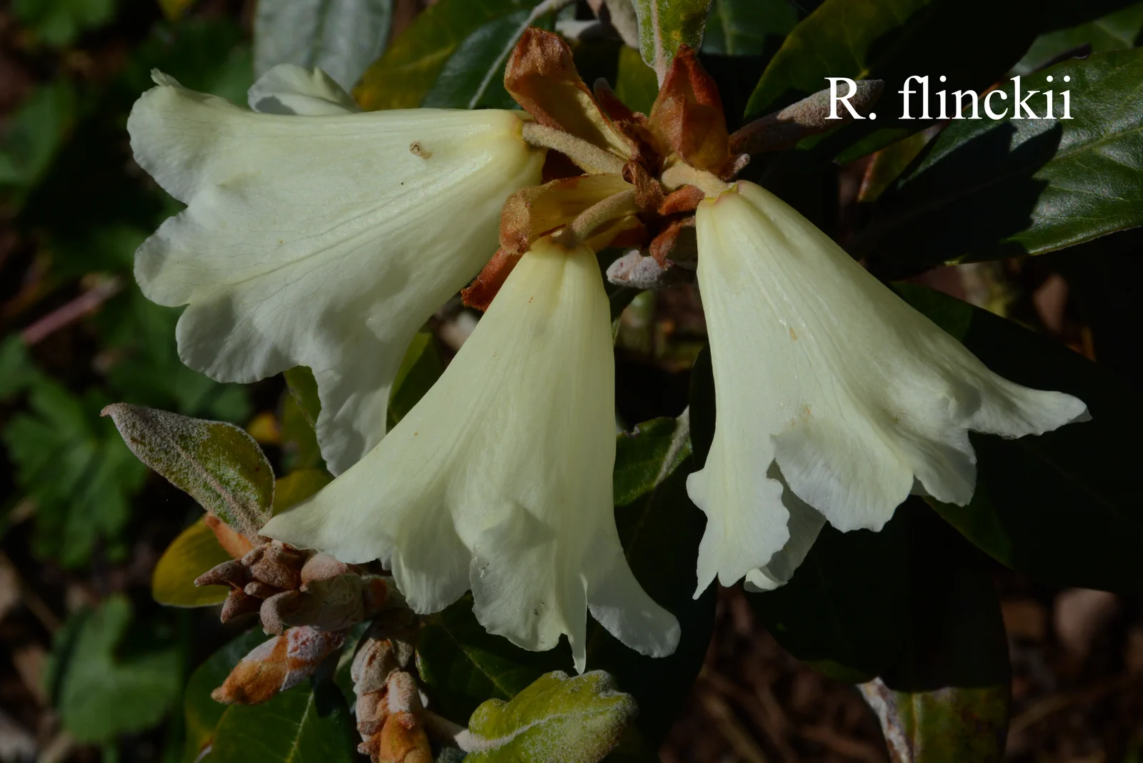 R. flinckii photo of R. flinckii. Location: Fearing's Farm Nursery, Abbotsford, BC, Canada. Photo by: Harold Fearing