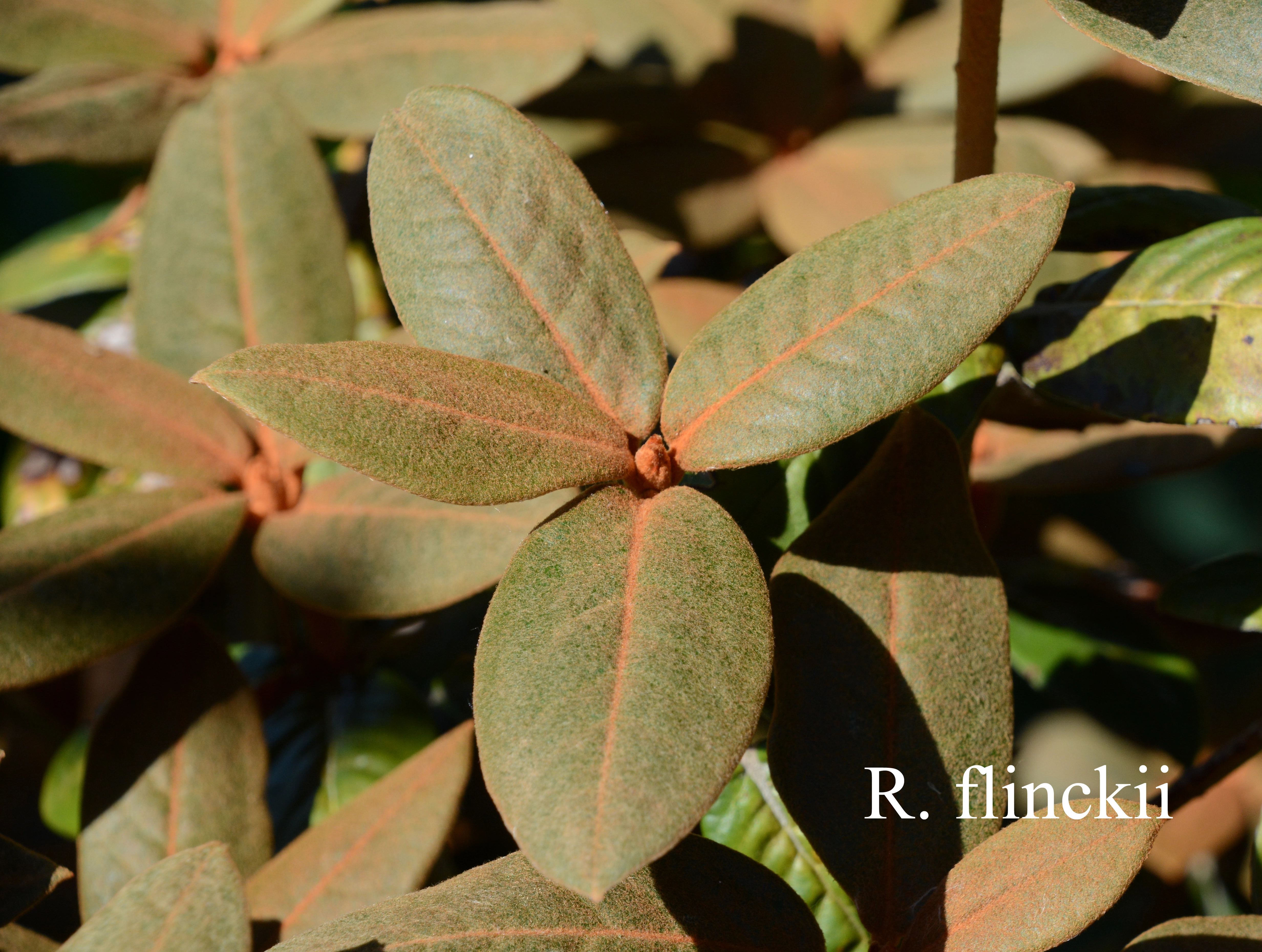 Rhododendron flinckii photo