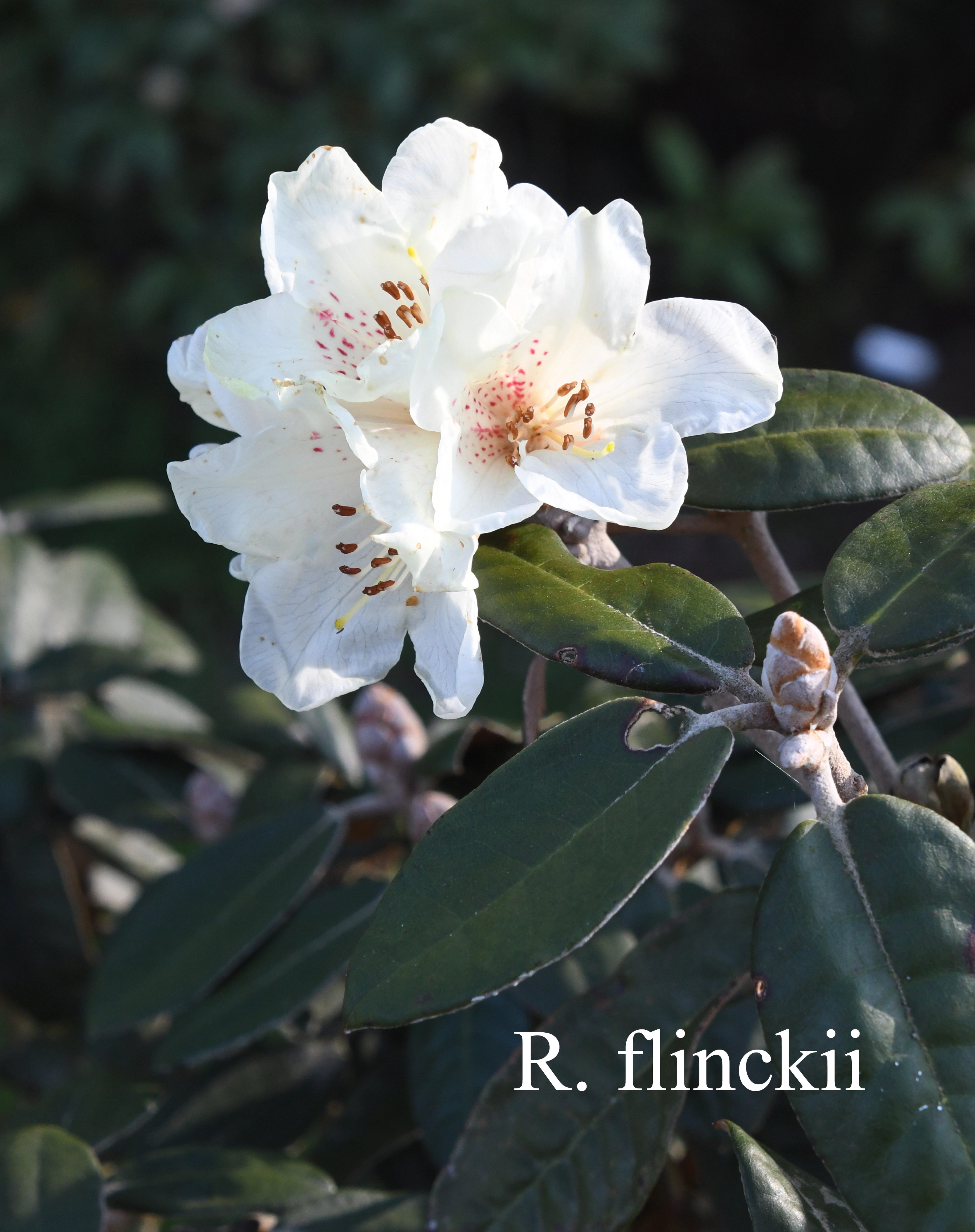 Rhododendron flinckii photo