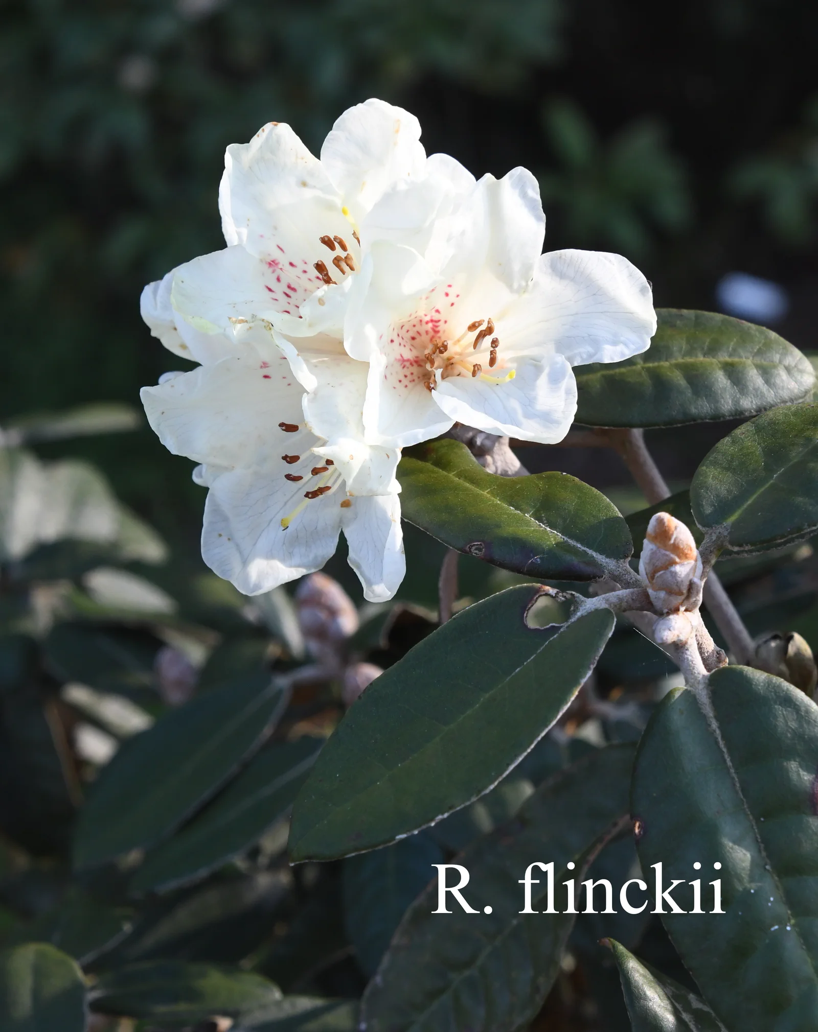 R. flinckii photo of R. flinckii. Location: Fearing's Farm Nursery, Abbotsford, BC, Canada. Photo by: Harold Fearing