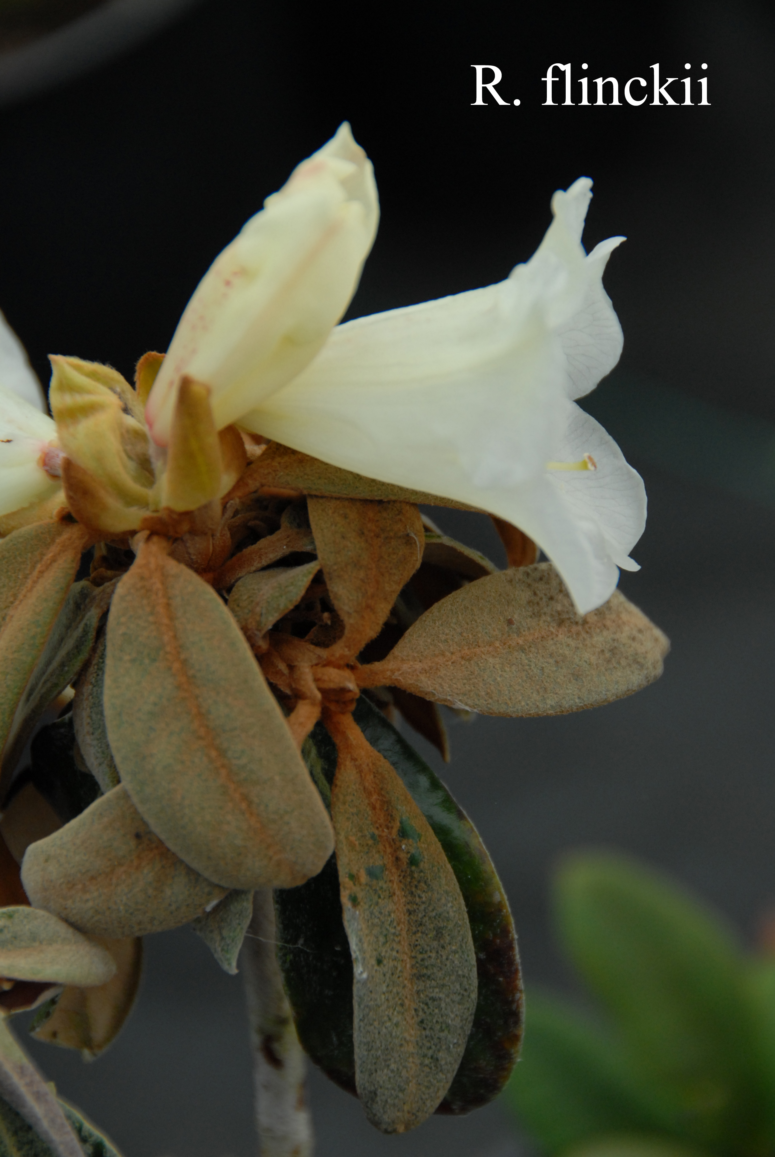 Rhododendron flinckii photo