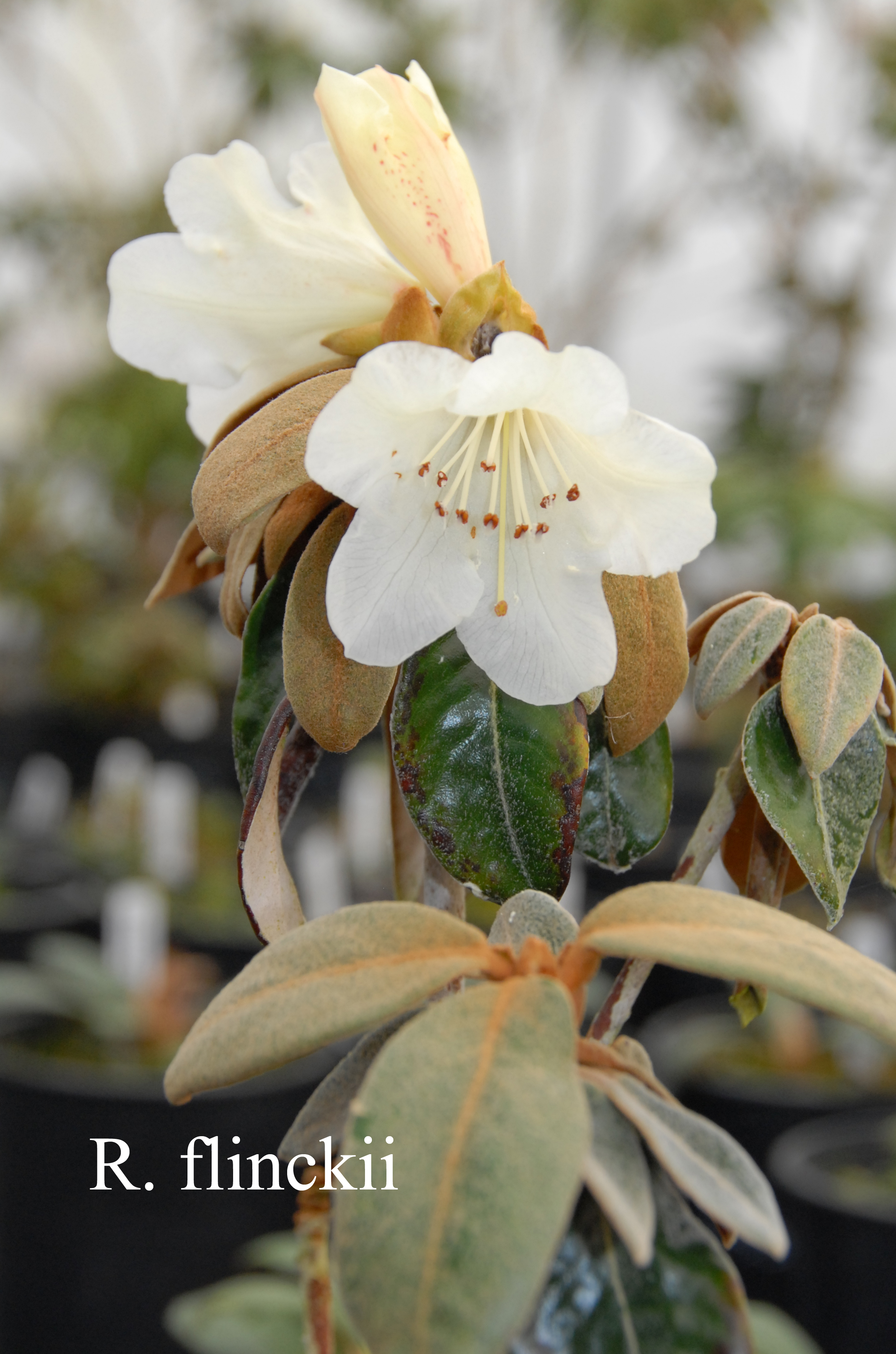 Rhododendron flinckii photo