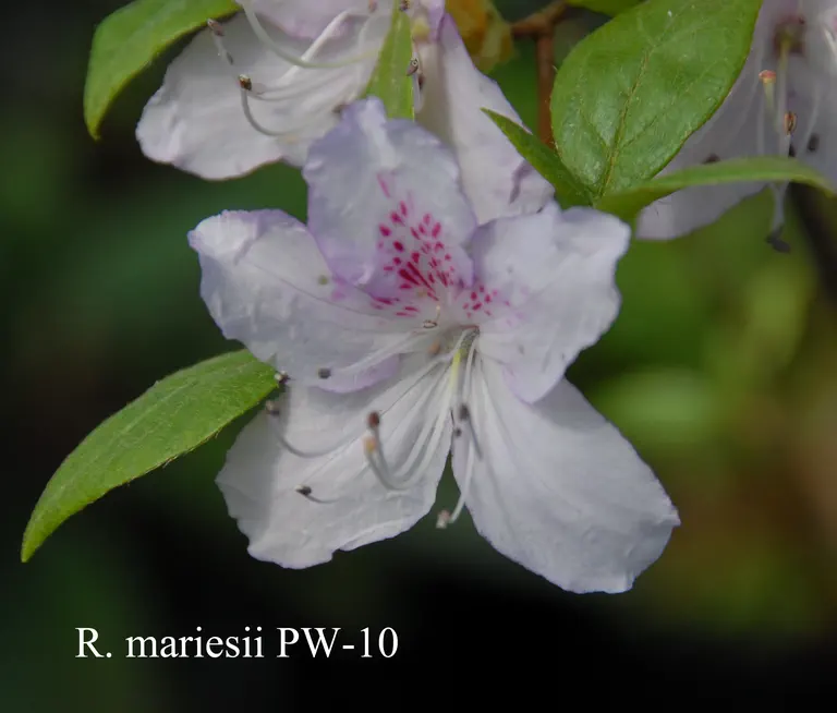 Photo of R. mariesii, Species