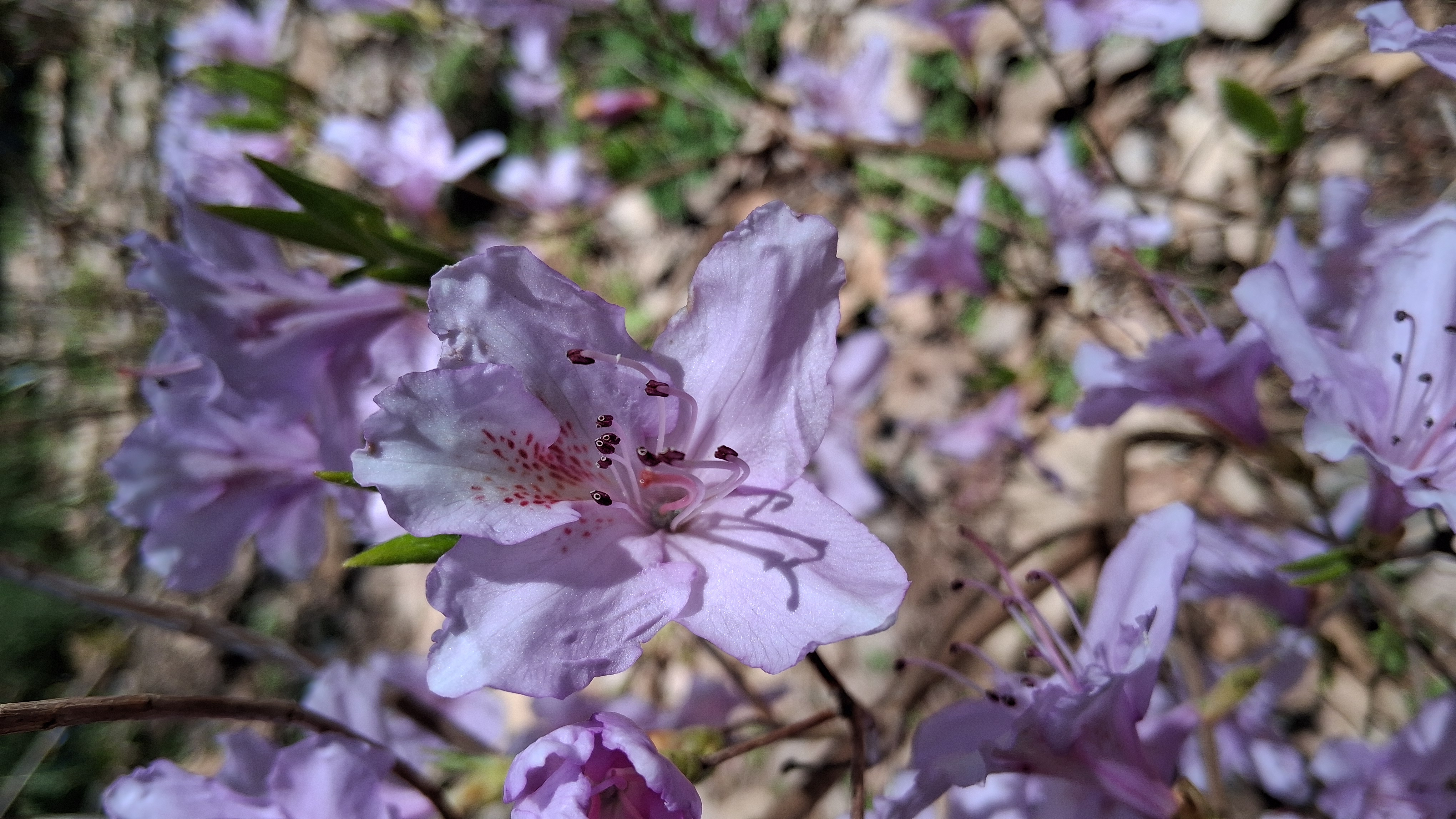 Rhododendron mariesii photo