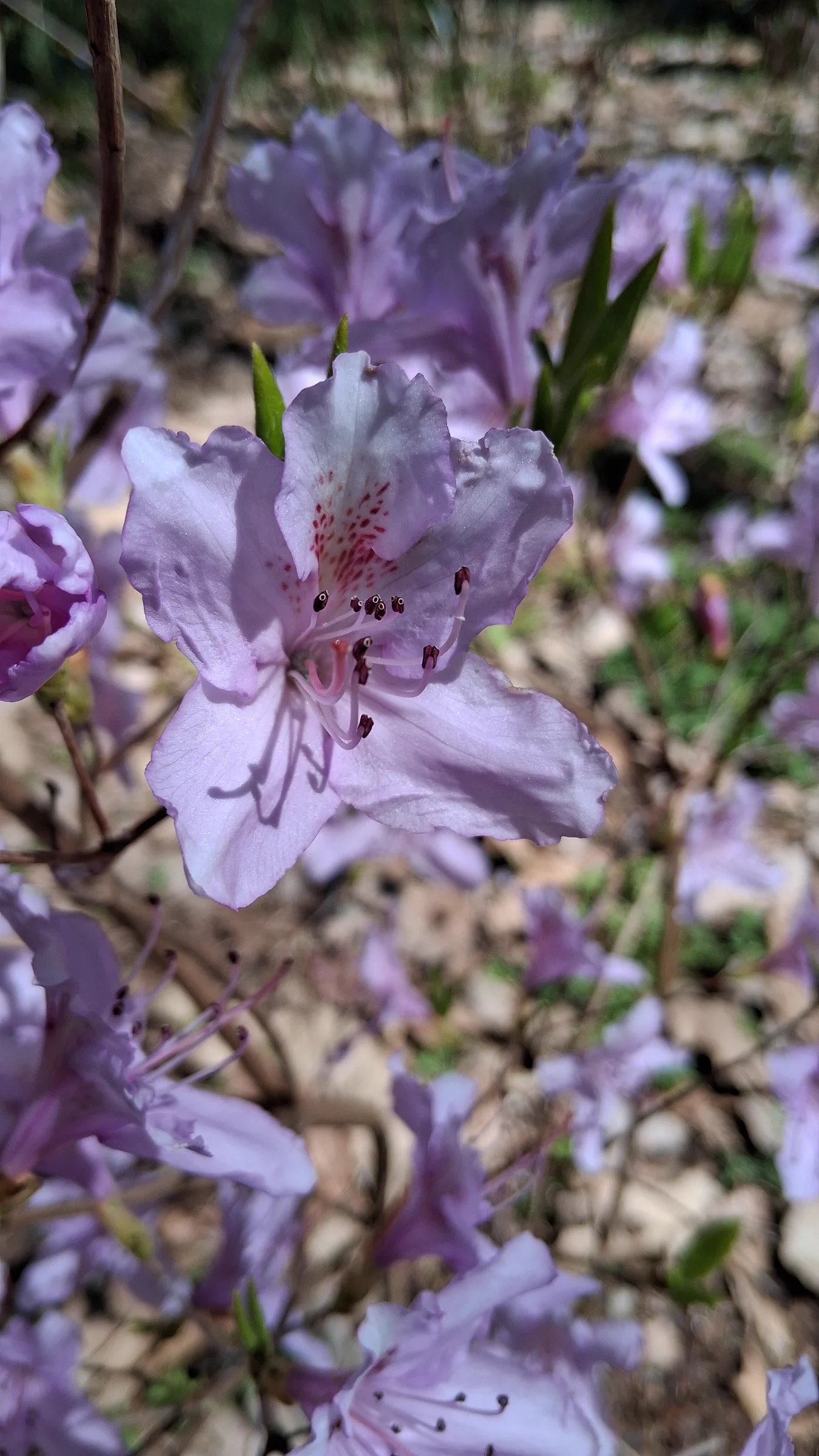 R. mariesii photo of R. mariesii. R. mariesii flower and stamen.. Location: Rhododendron Species Botanical Garden. Photo by: Thatrhodylady