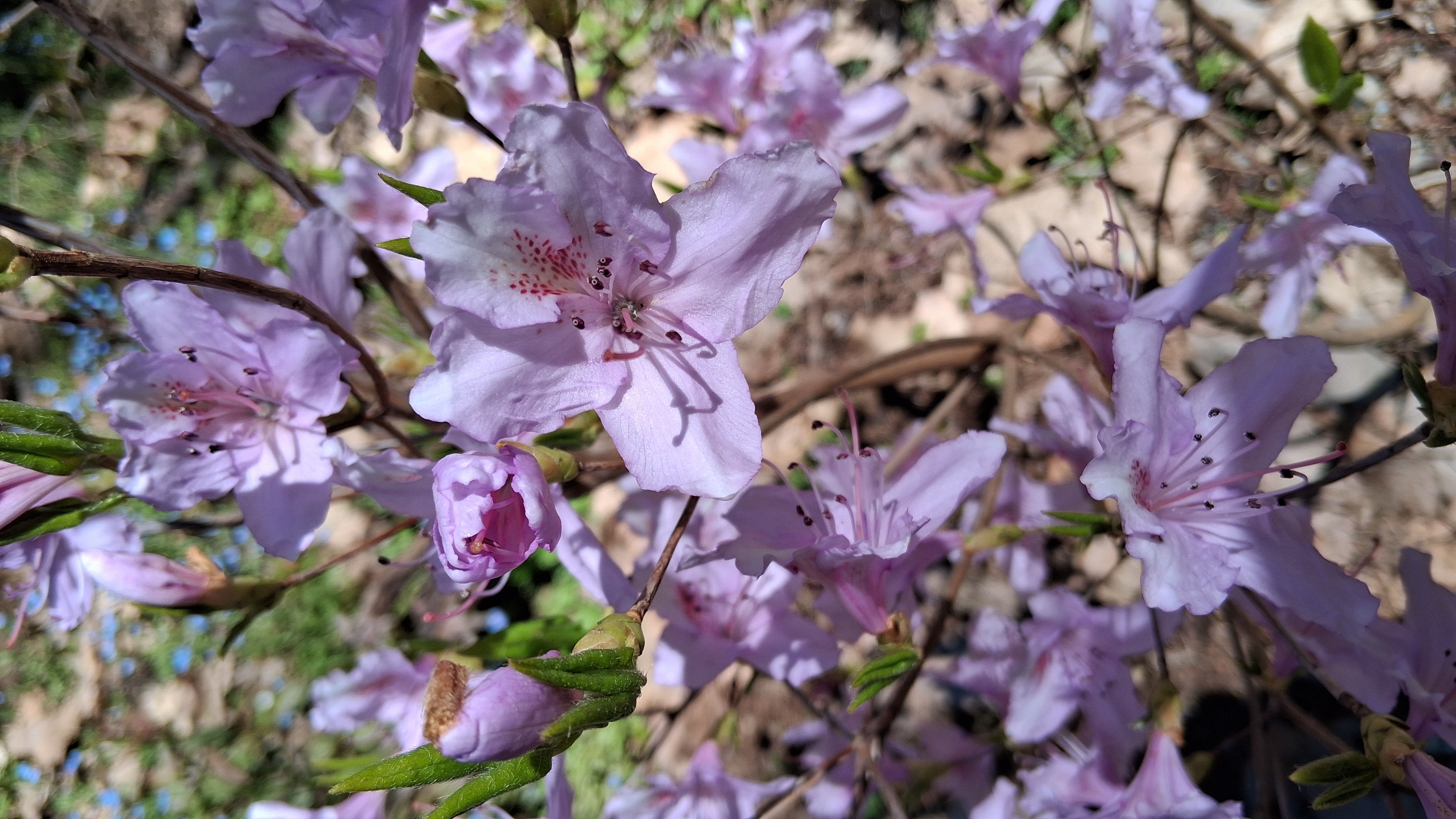 Rhododendron mariesii photo