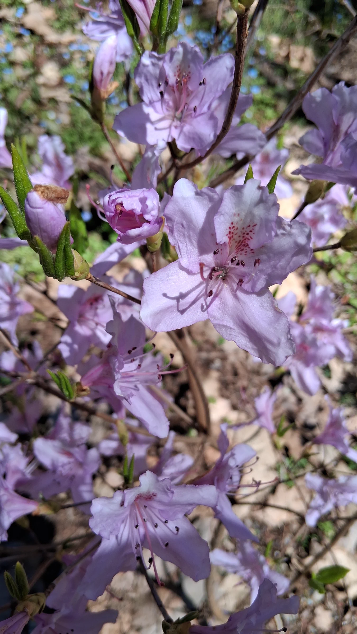 R. mariesii photo of R. mariesii. R. mariesii flowers.. Location: Rhododendron Species Botanical Garden. Photo by: Thatrhodylady
