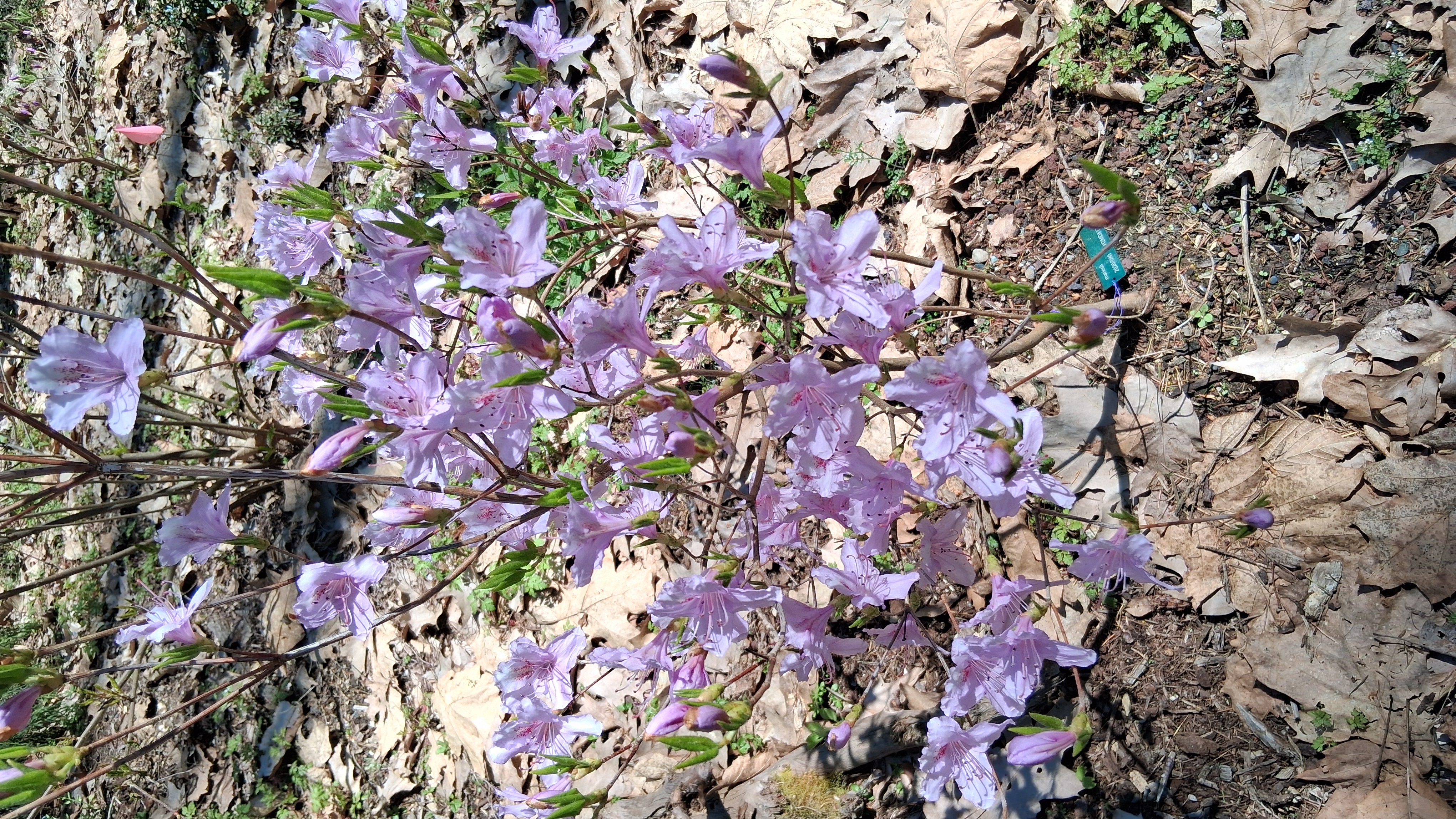 Rhododendron mariesii photo