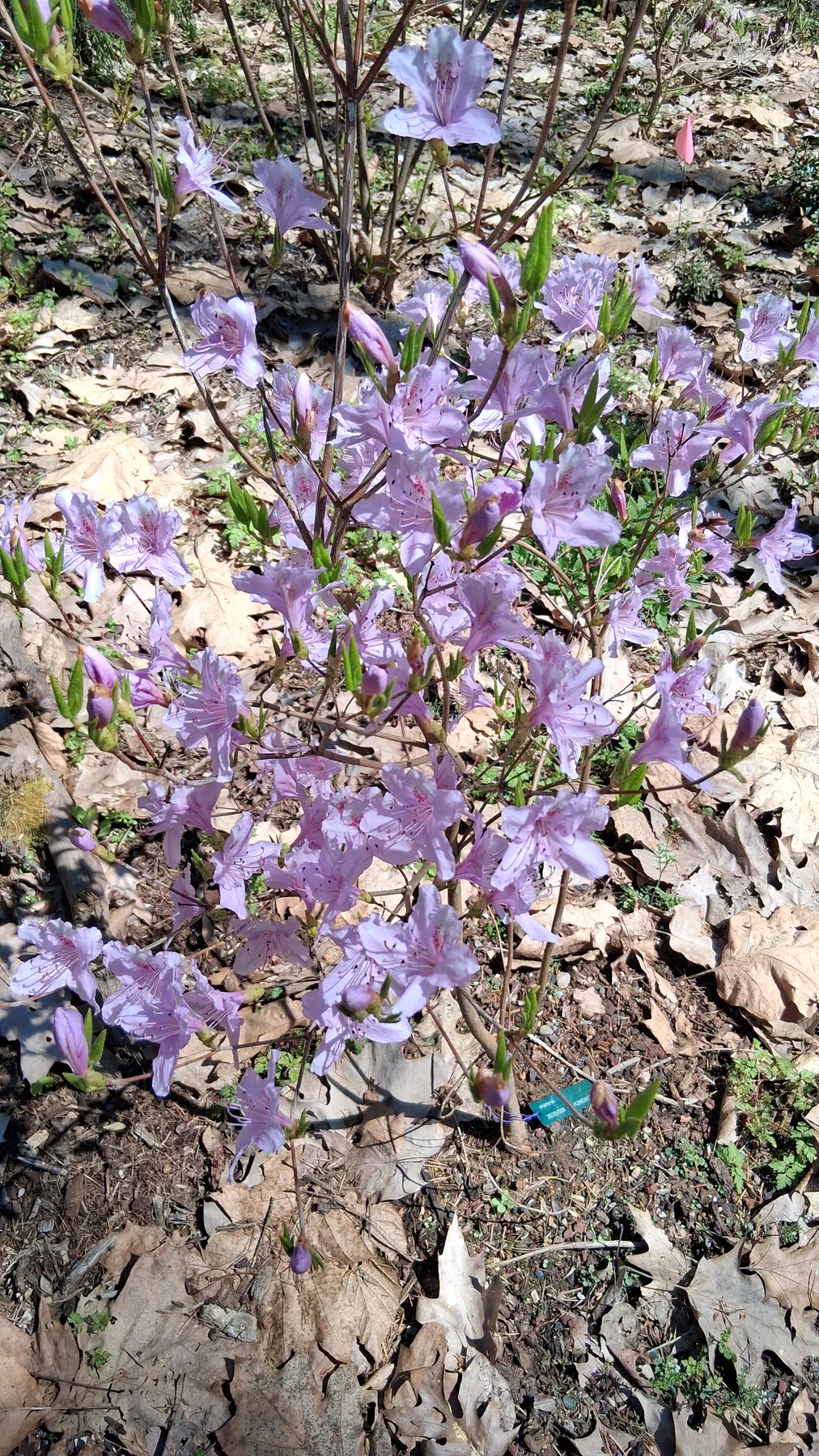 R. mariesii photo of R. mariesii. R. mariesii small deciduous shrub.. Location: Rhododendron Species Botanical Garden. Photo by: Thatrhodylady