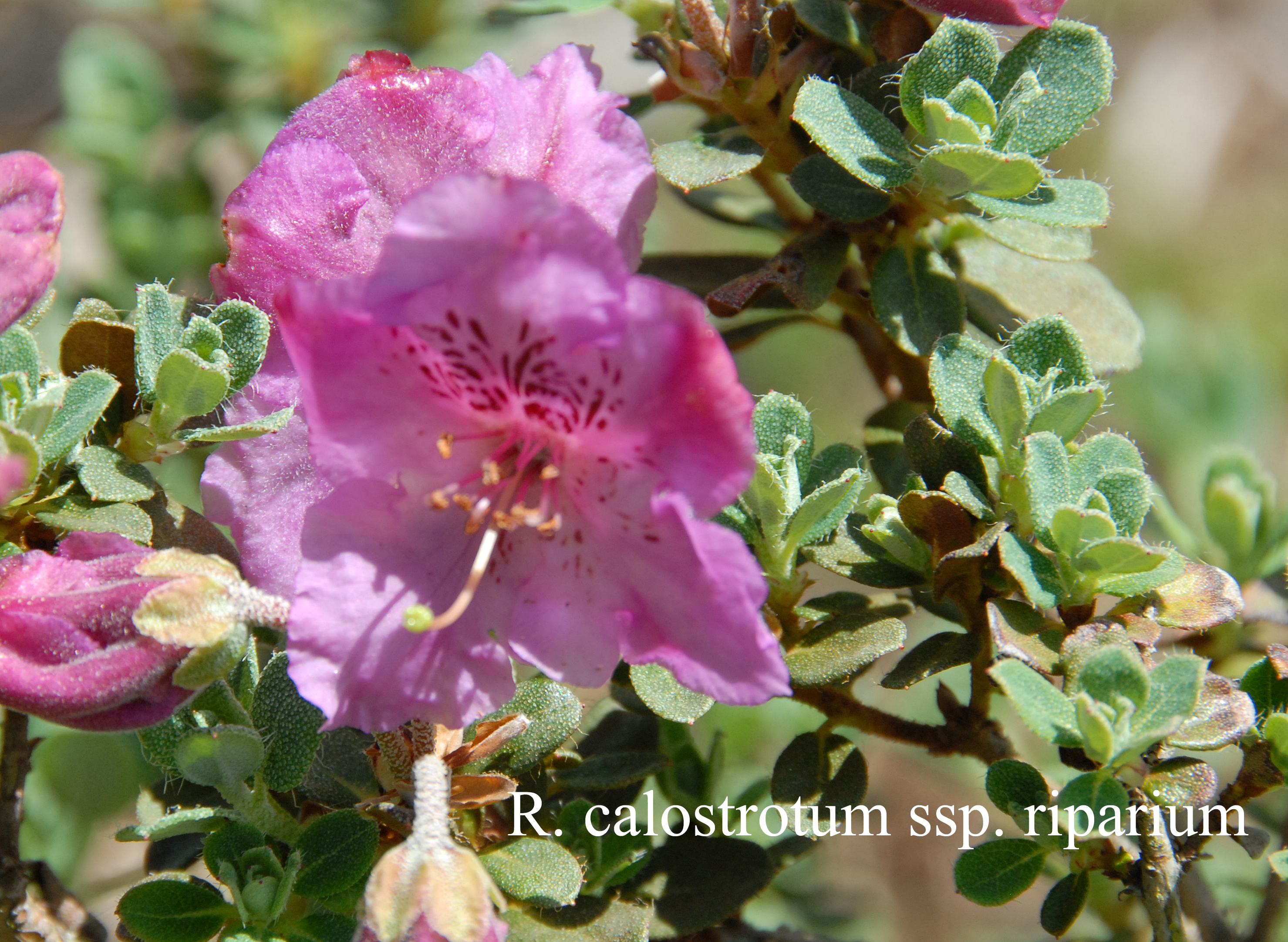 Rhododendron calostrotum ssp riparium photo