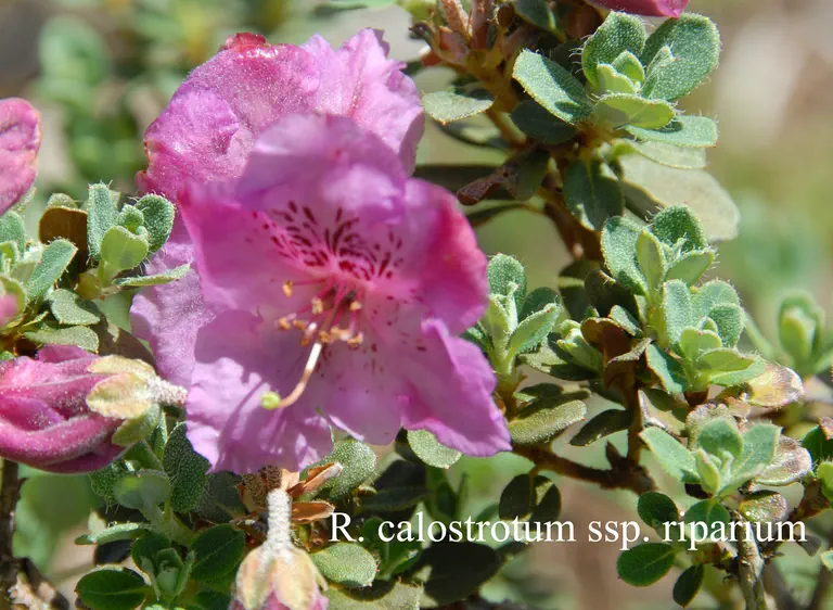 Photo of R. calostrotum ssp riparium, Species